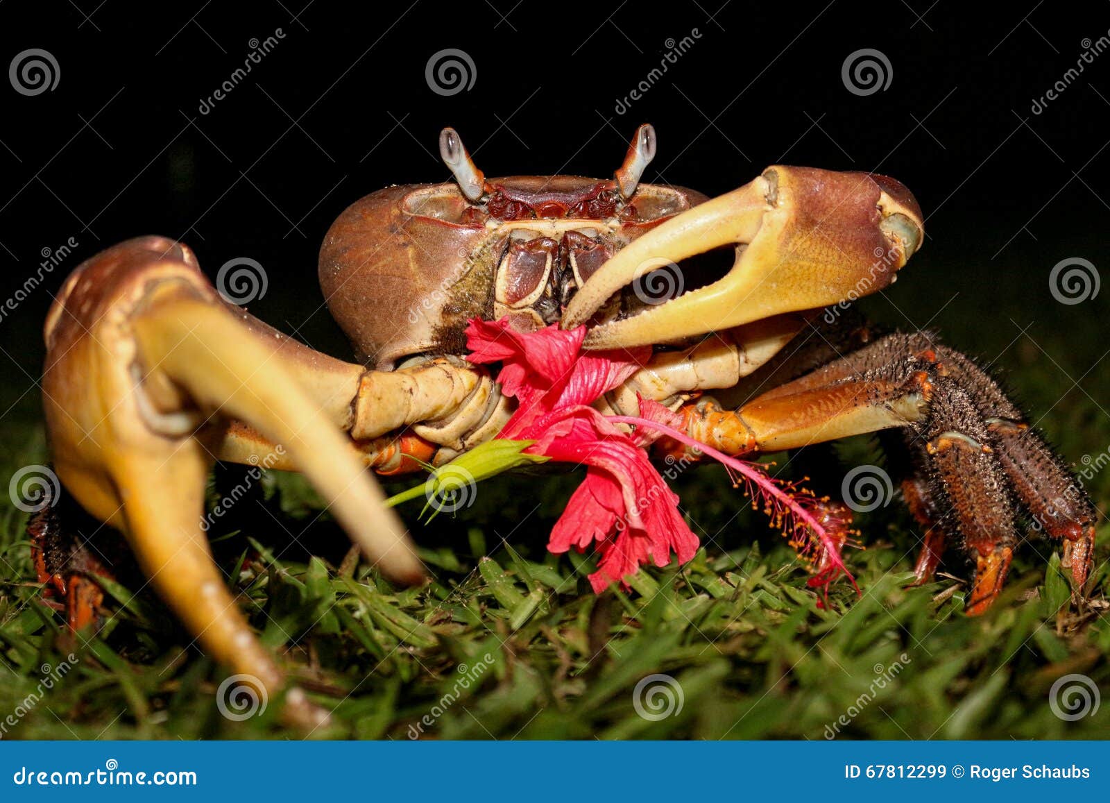 crab eating hibiscus