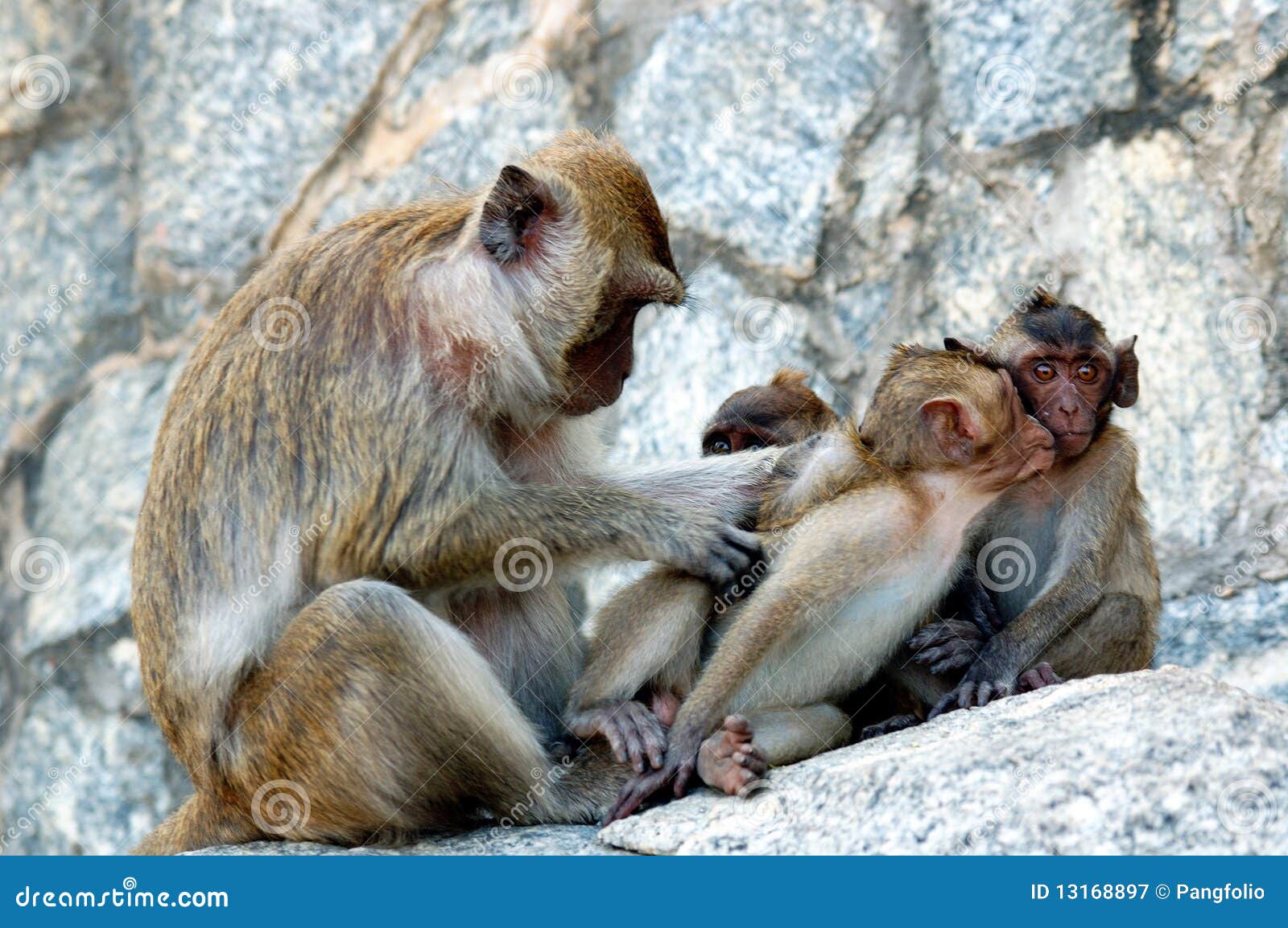 Crabeating macaque stock image. Image of face, family 13168897