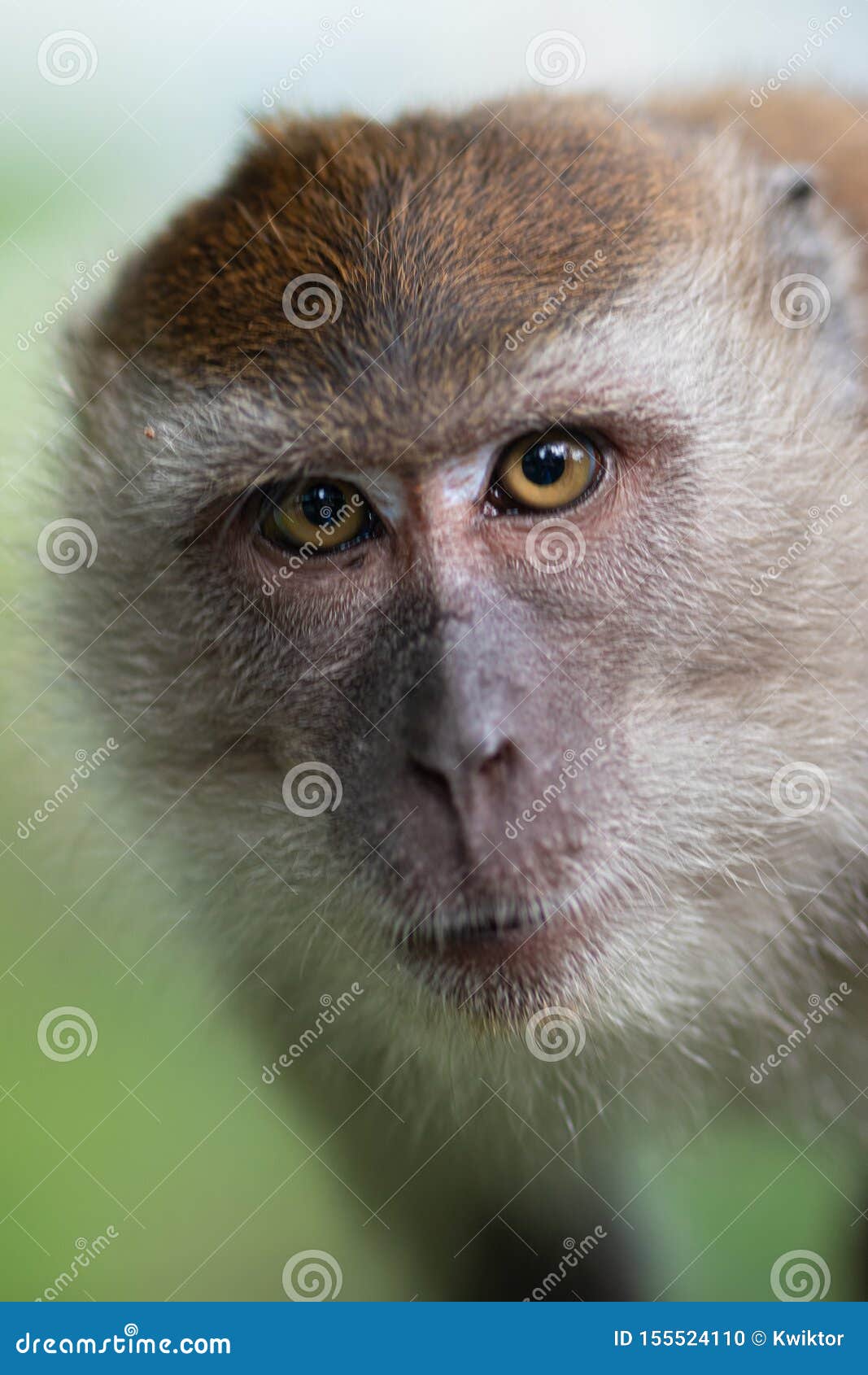 Crab Eating Macaque, Macaca Fascicularis,looking into the Camera Stock