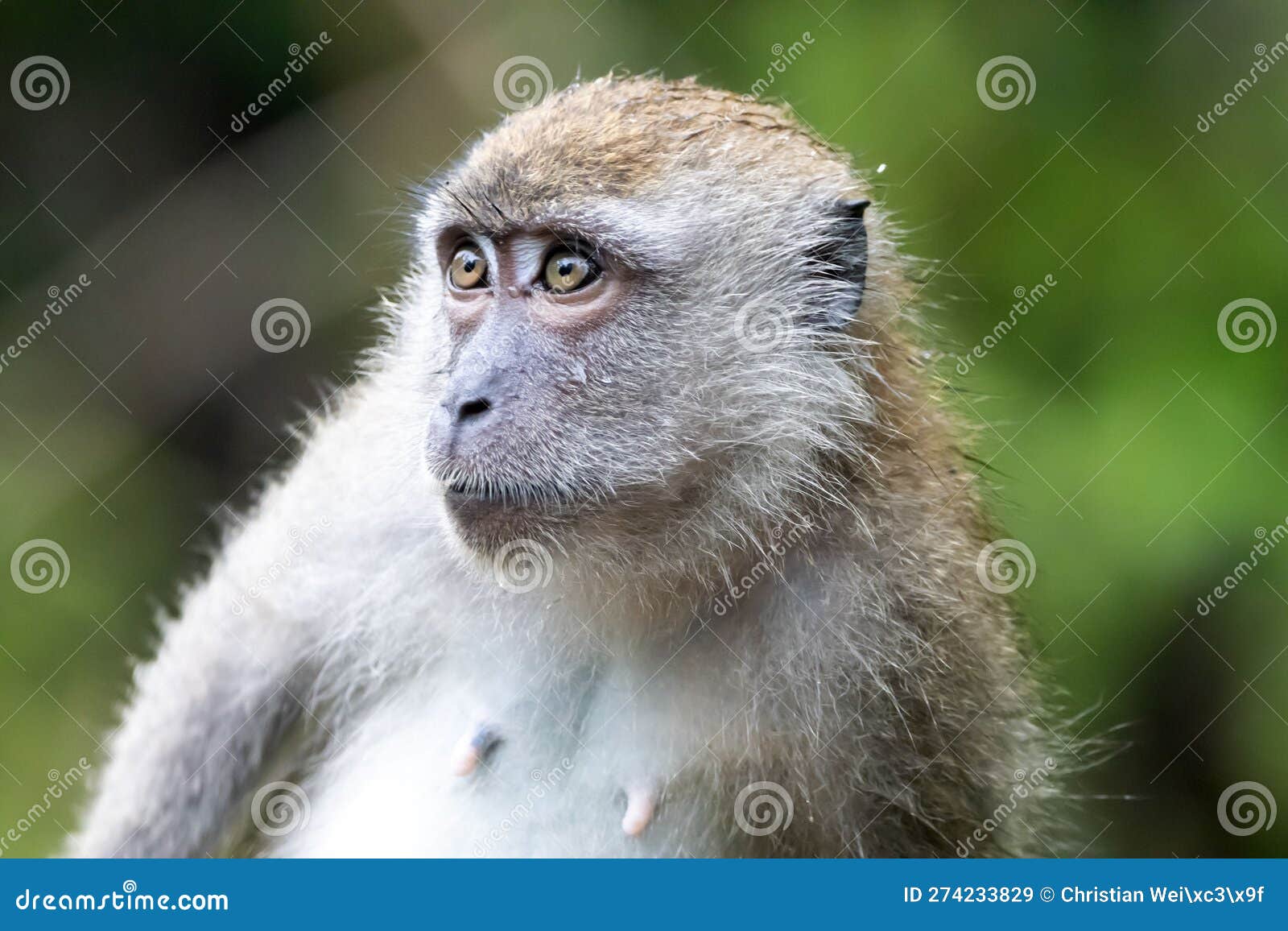 Crabeating Macaque, Macaca Fascicularis, in a Tree Stock Image Image