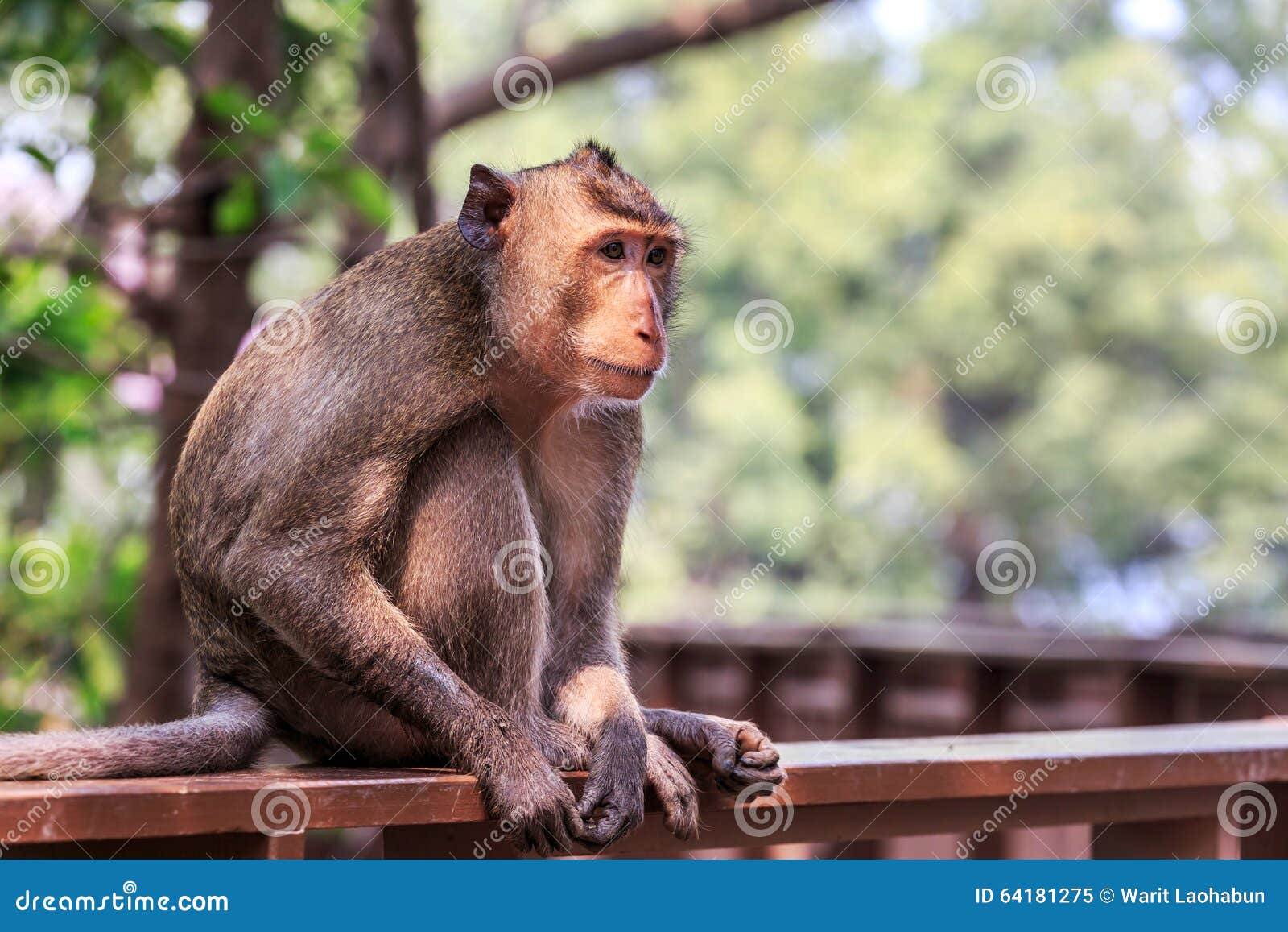 Crabeating macaque stock image. Image of monkey, macaque 64181275