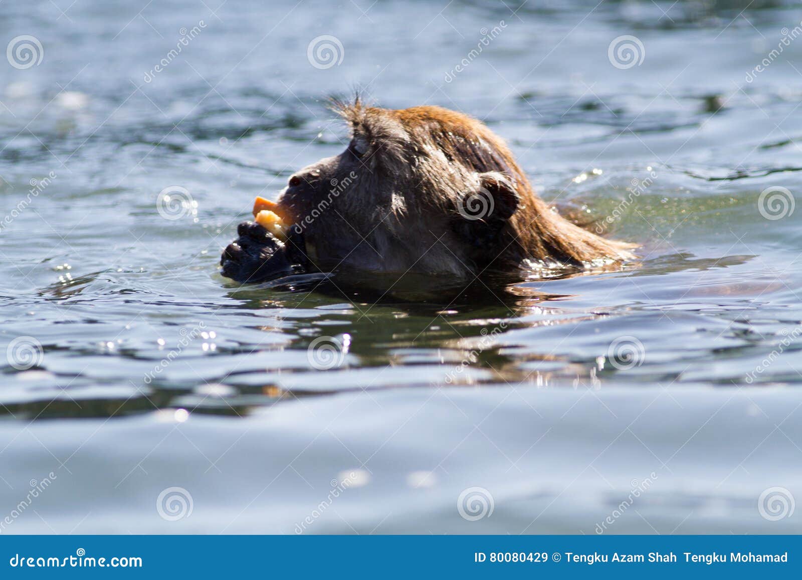 CrabEating Macaque Swimming Stock Image Image of mammal, animal