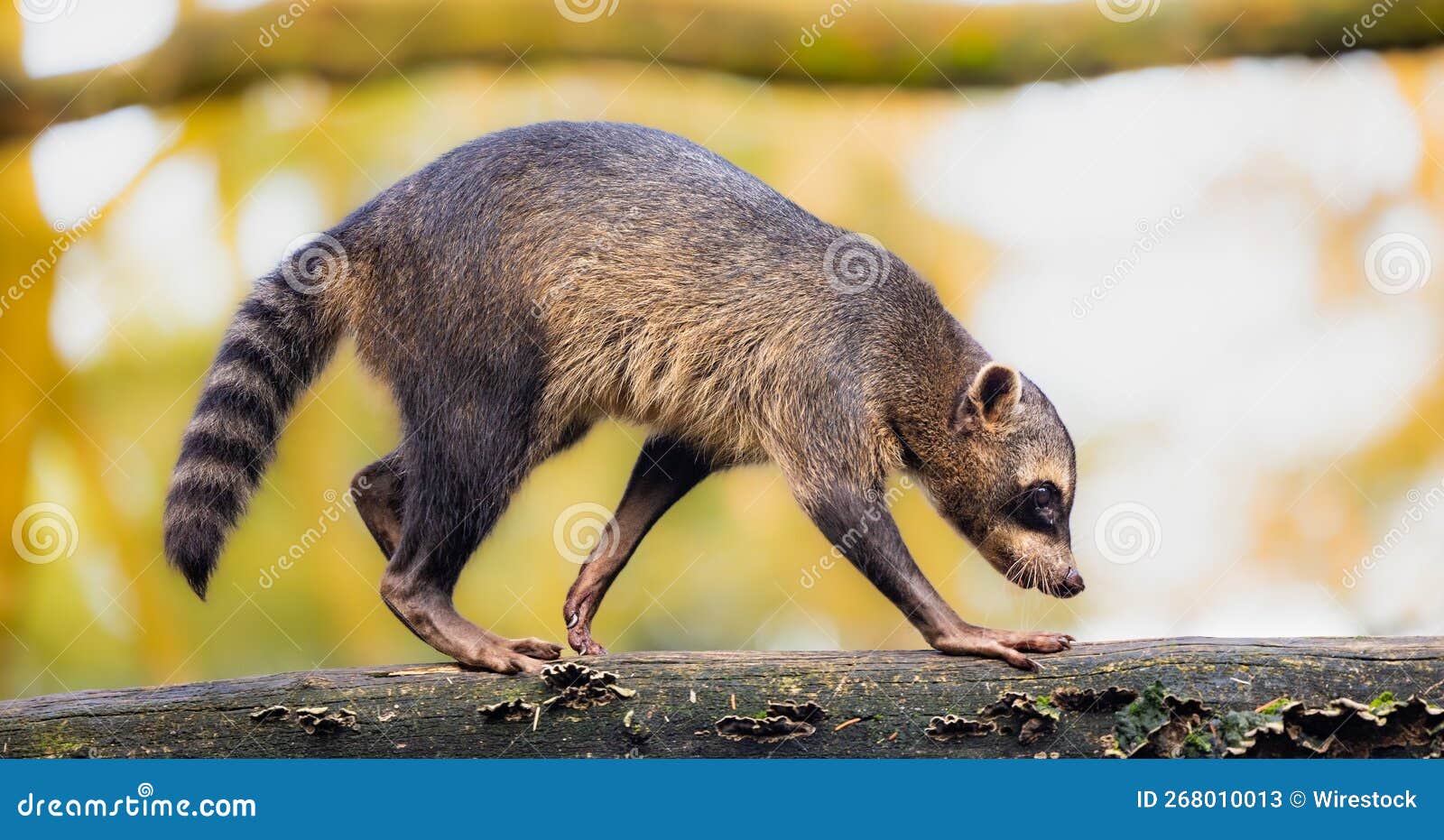 Crabeating Raccoon Walking on a Log Stock Image Image of walking, park 268010013