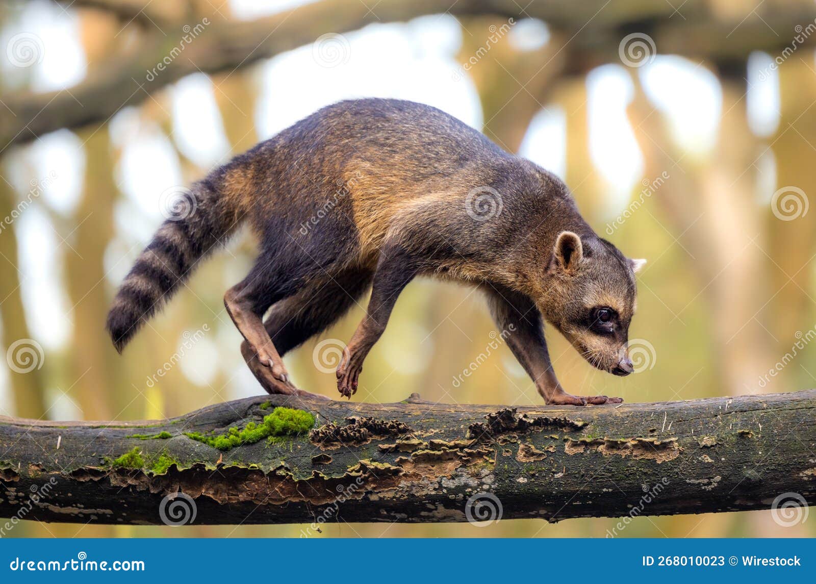 Crabeating Raccoon Walking on a Log Stock Image Image of south, wildlife 268010023