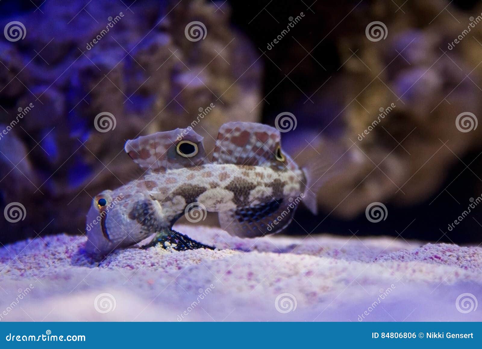 CrabEyed Goby Fish Feeding on Bottom of Aquarium Stock Photo Image