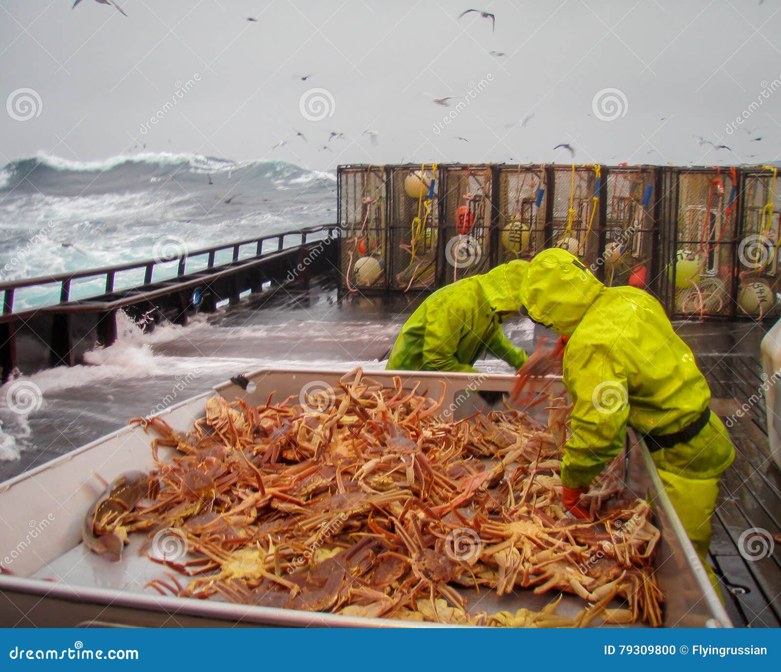 Crab Fishermen in Bering Sea, Alaska, Sorting Opilio Crab Stock Photo -  Image of alaska, catch: 79309800