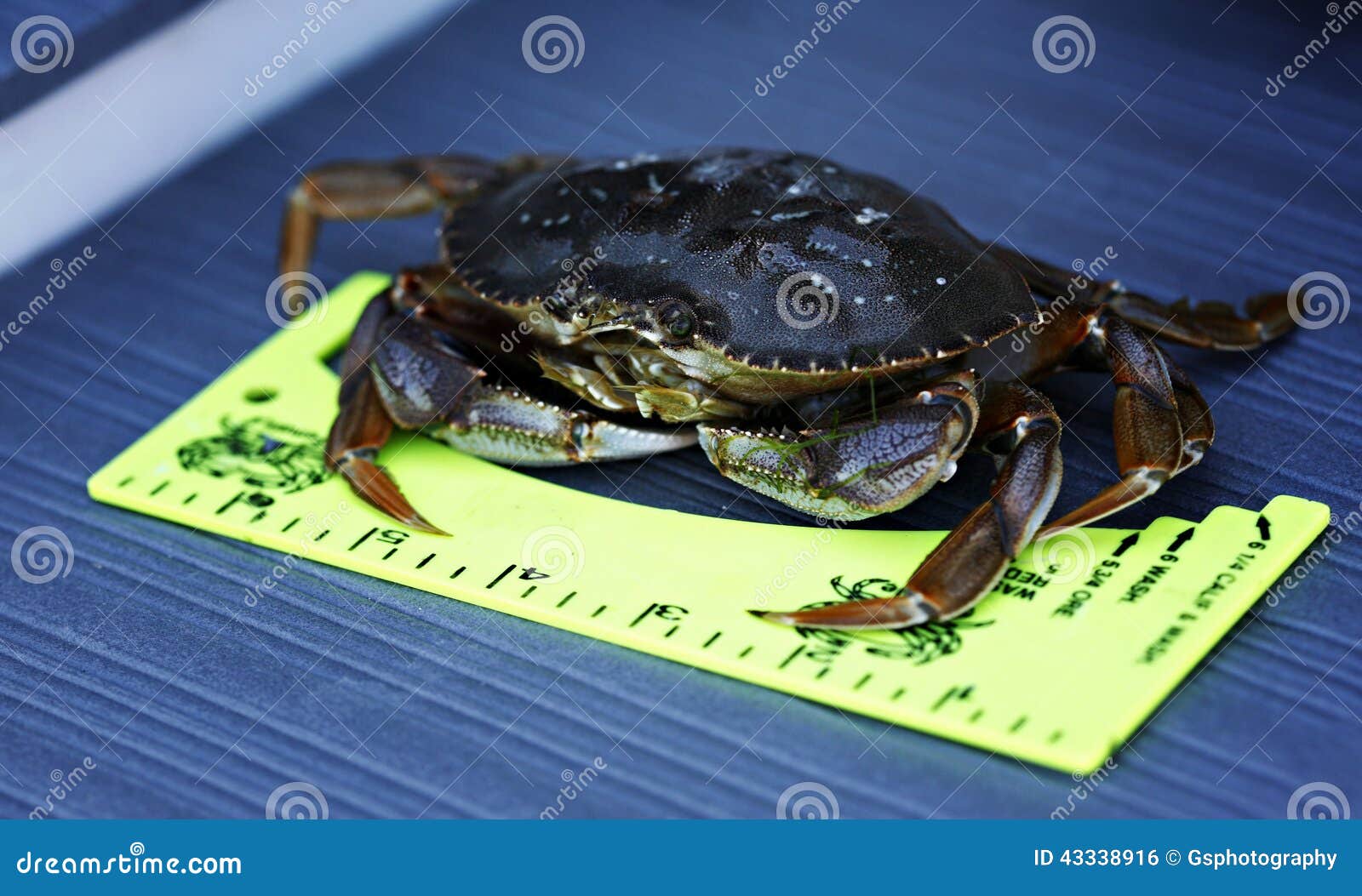 Download Crab Fishing: Measuring stock photo. Image of measure - 43338916