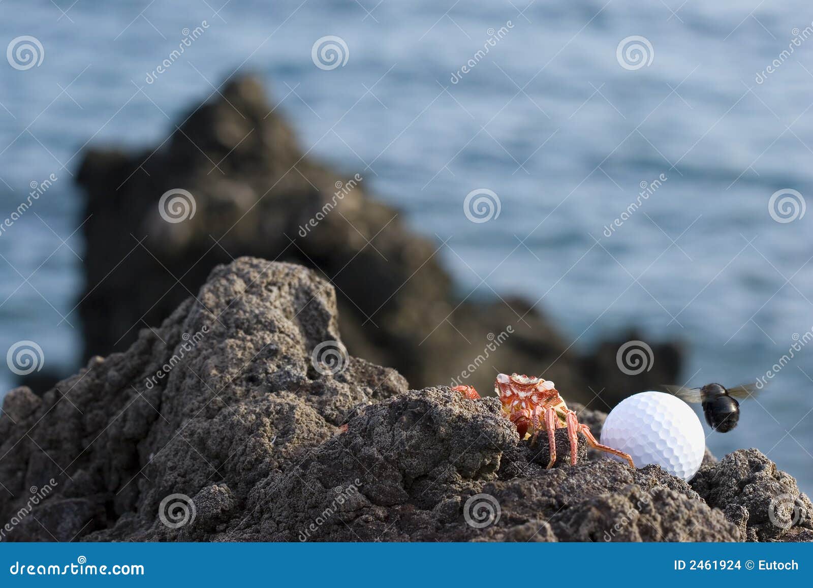 Crab and Golf Ball on Rocks Stock Photo Image of outdoors, crustacean