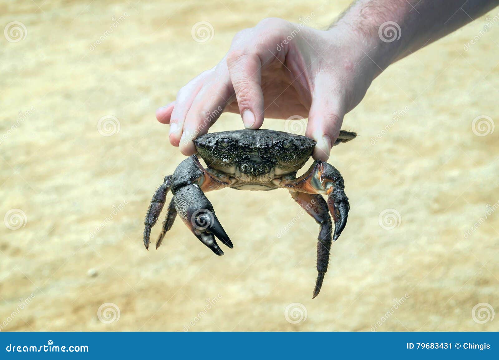 Crab in the Hand of the Diver Stock Image Image of natural, tropical