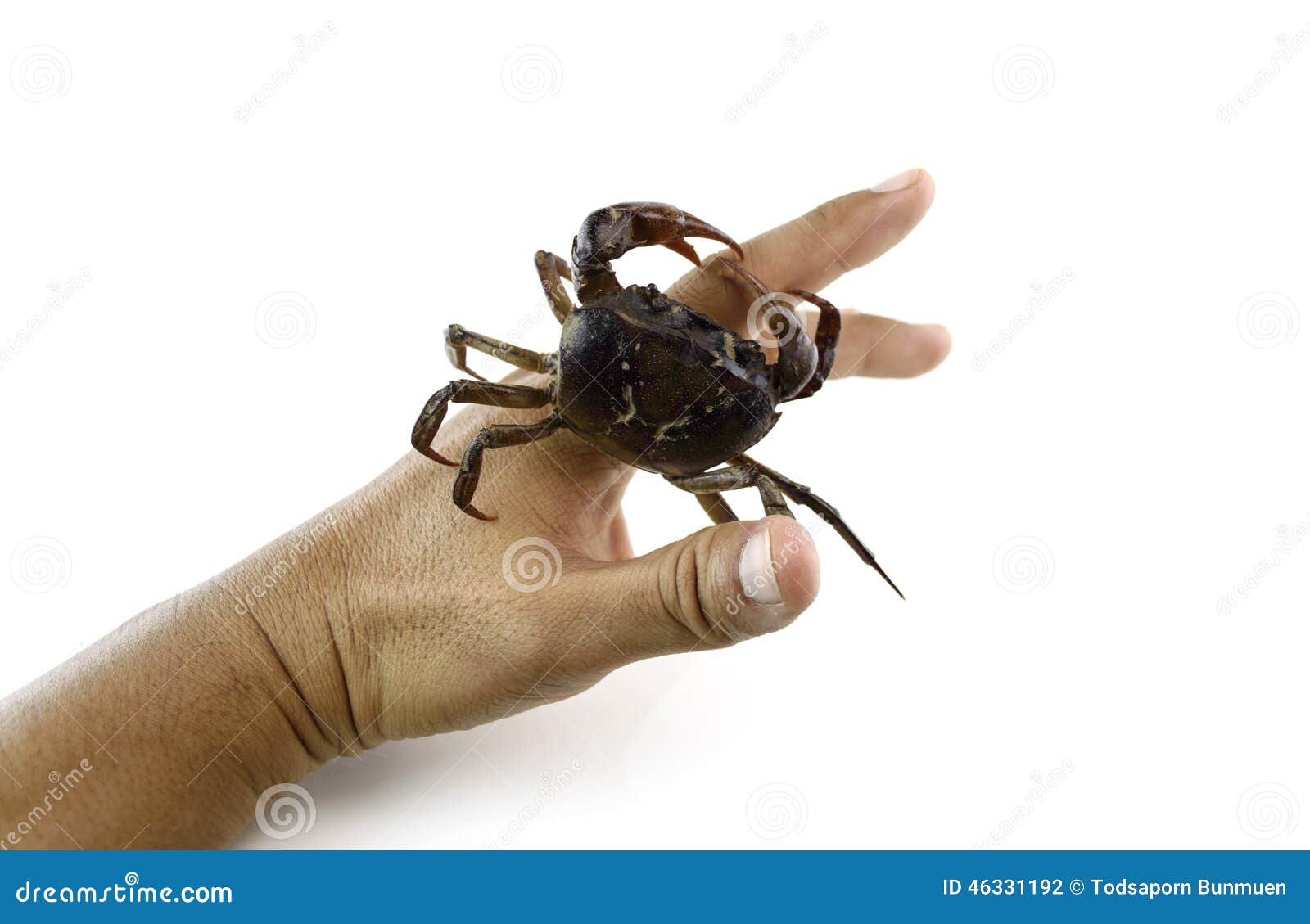 Crab in Hand on White Background Stock Photo Image of claw, calm