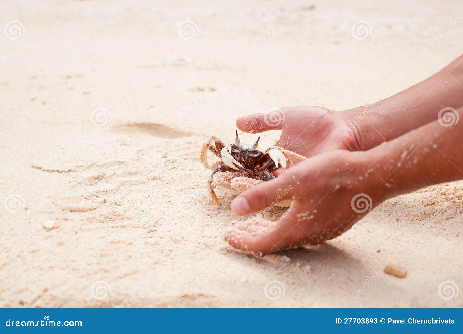 Crab in hands stock image. Image of seafood, sand, marine 27703893