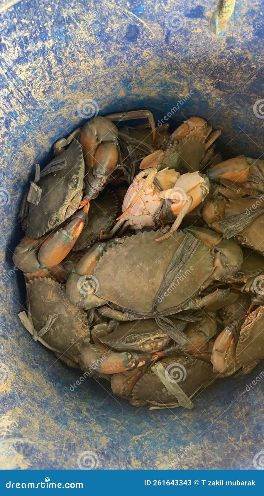 Crab stock image. Image of types, crabs, crab, cooked 261643343