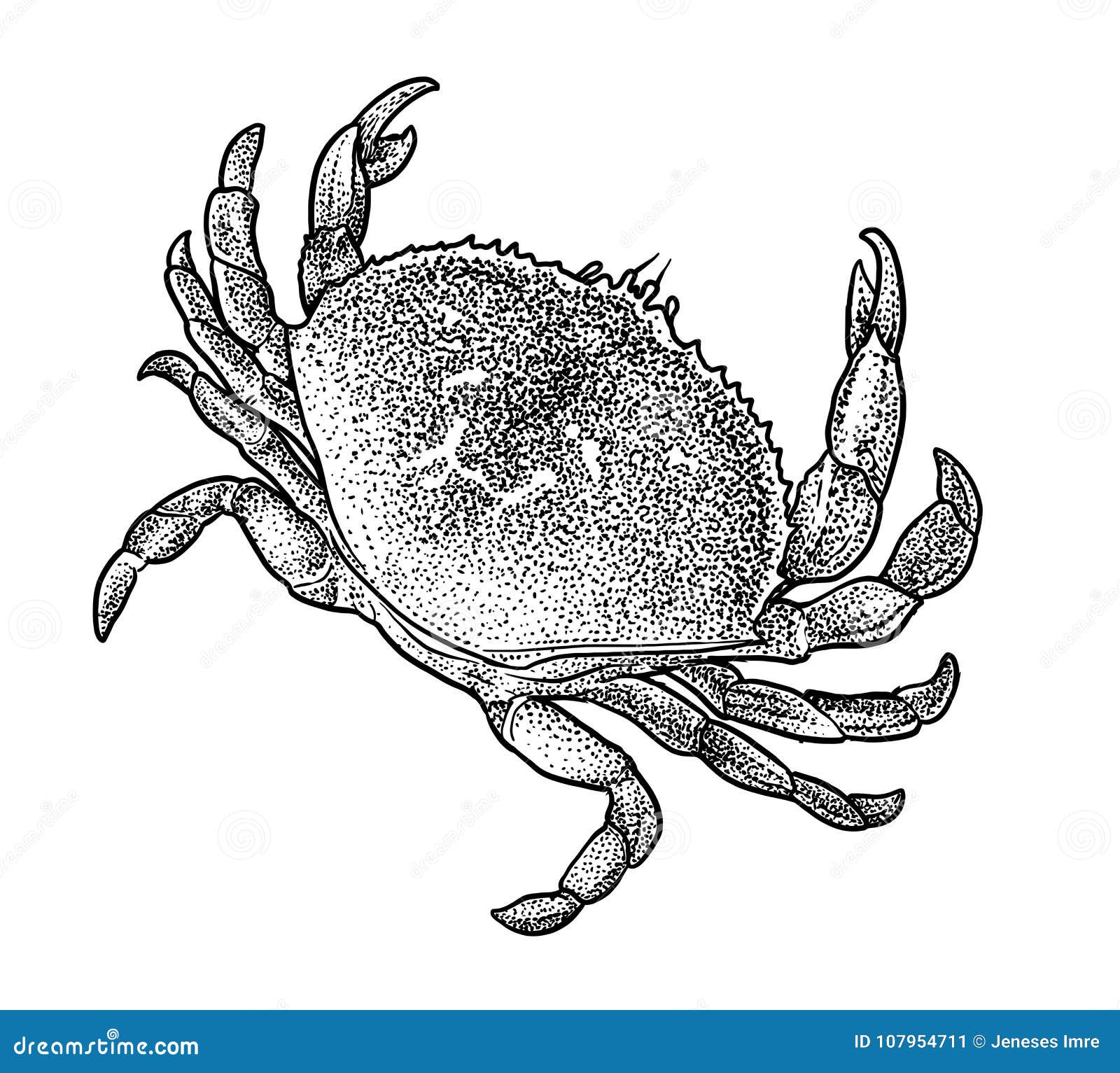 Crab Illustration, Drawing, Engraving, Ink, Line Art, Vector Stock