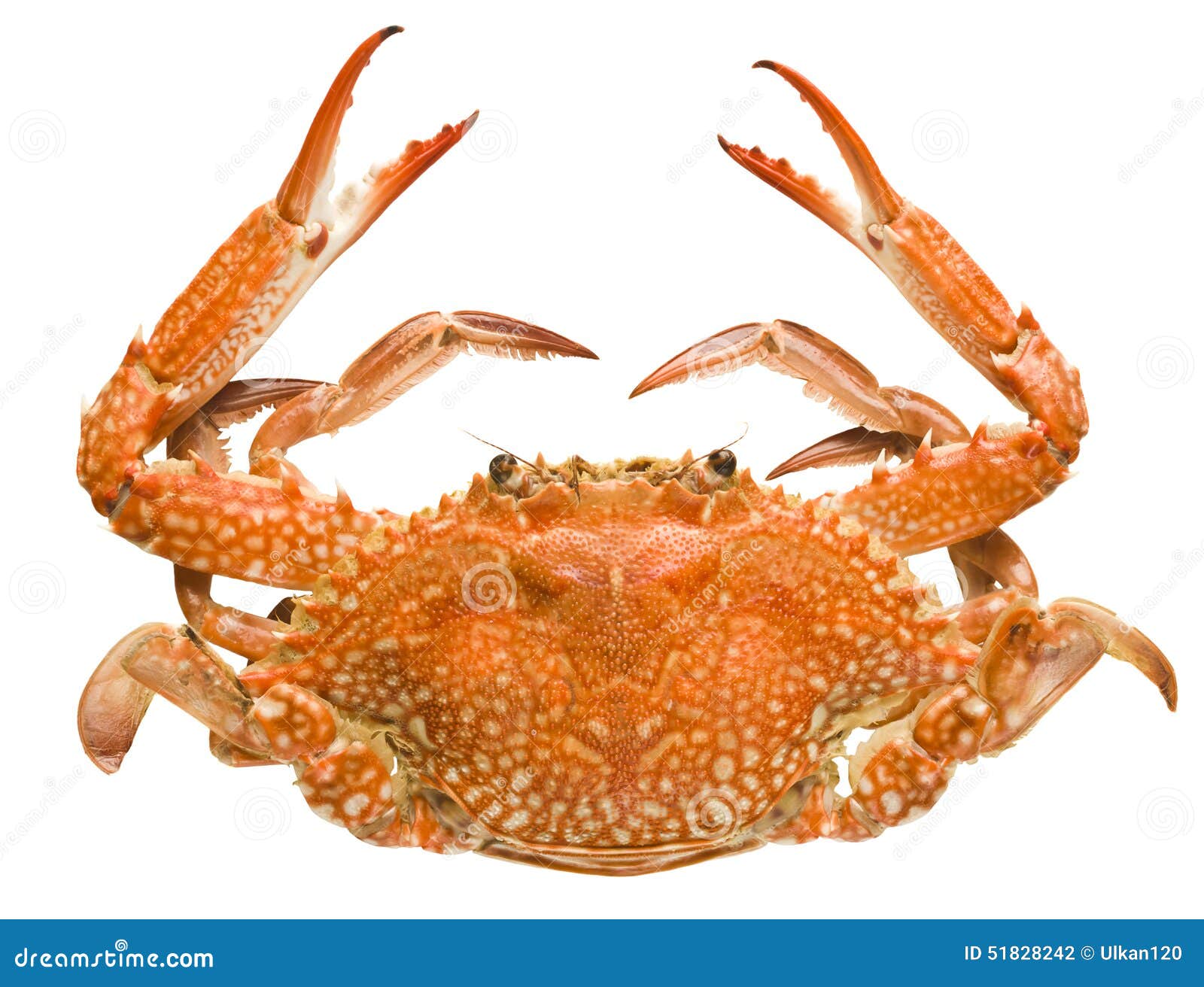 Crab Isolated on White Background Stock Photo Image of creature