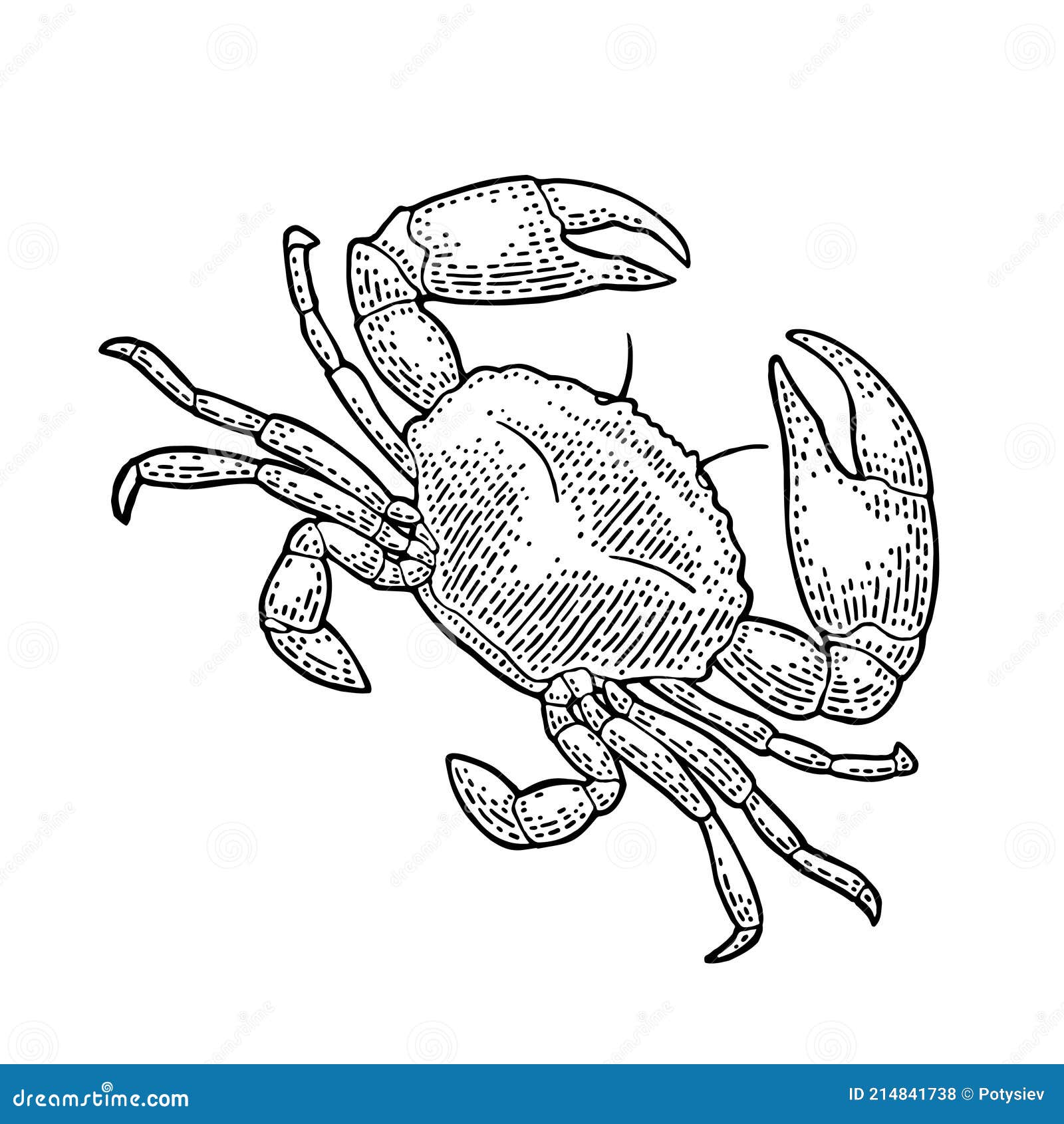 crab  on white.  black vintage engraving
