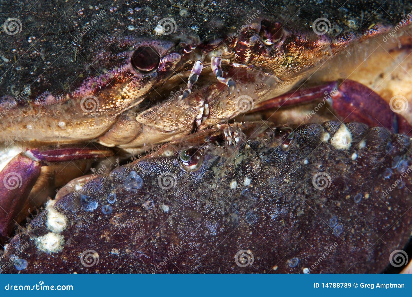 Crab Kiss stock image. Image of wildlife, ocean, underwater - 14788789