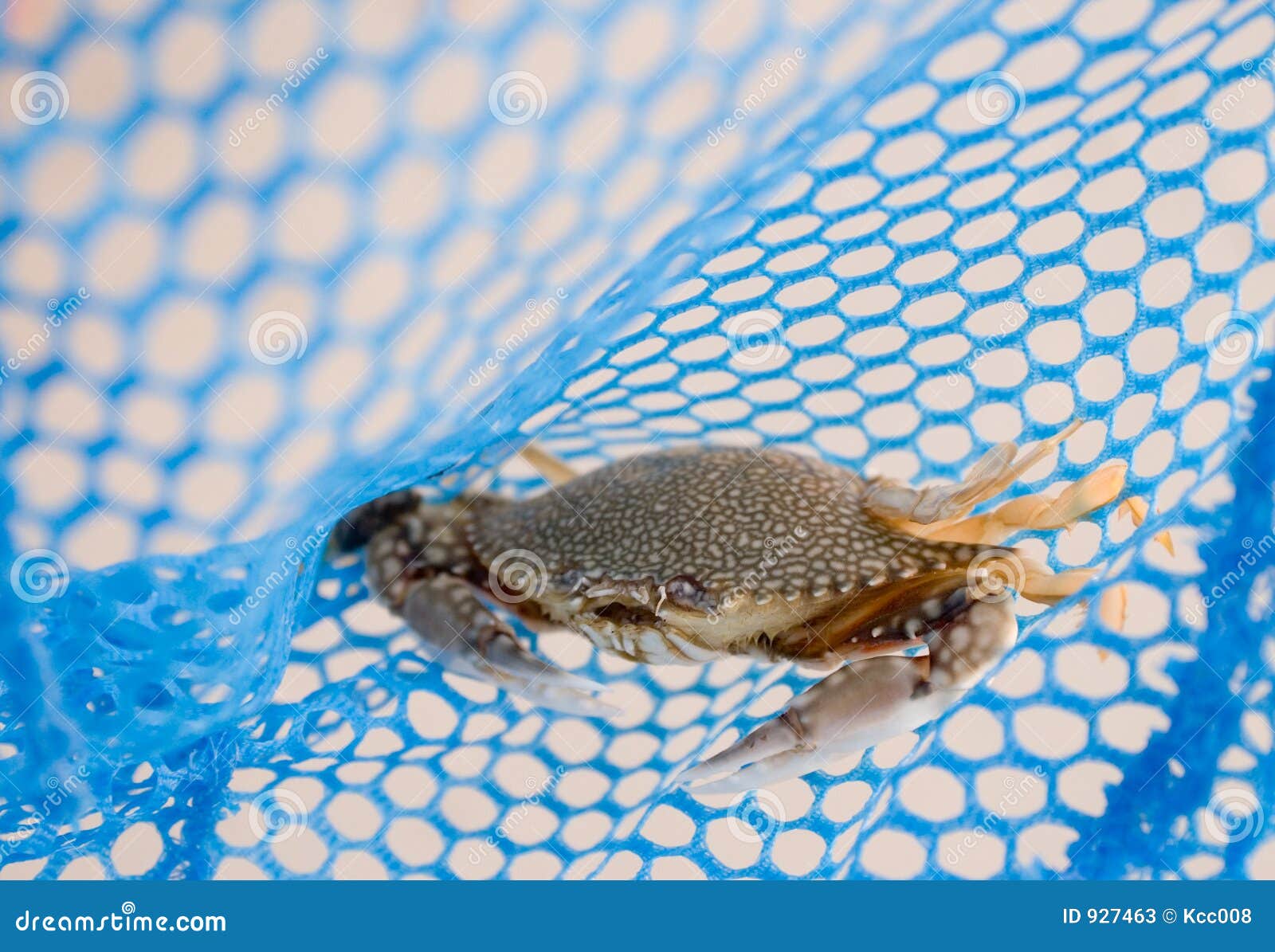 2,647 Crab Net Stock Photos - Free & Royalty-Free Stock Photos from  Dreamstime