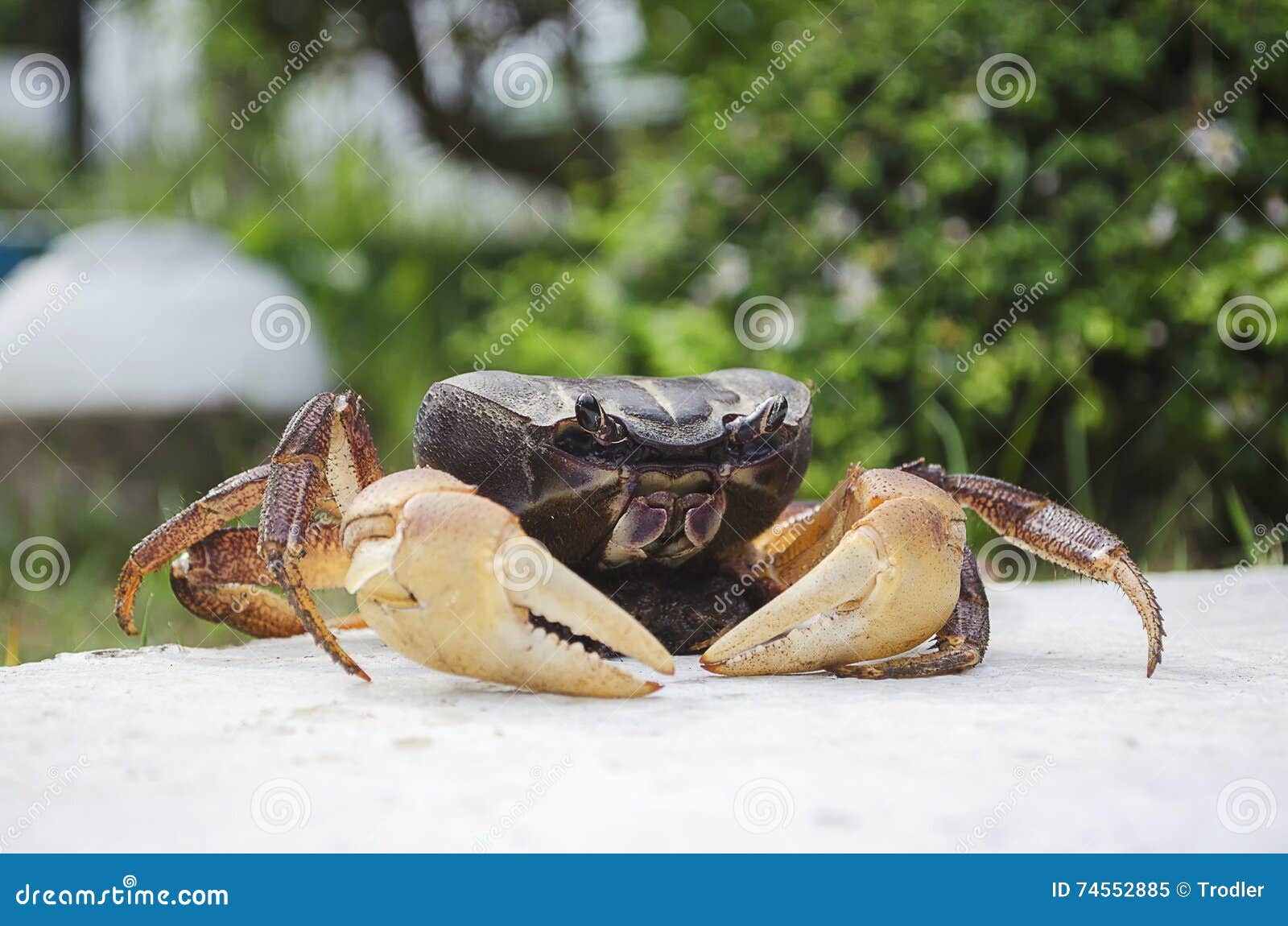 crab not coocked