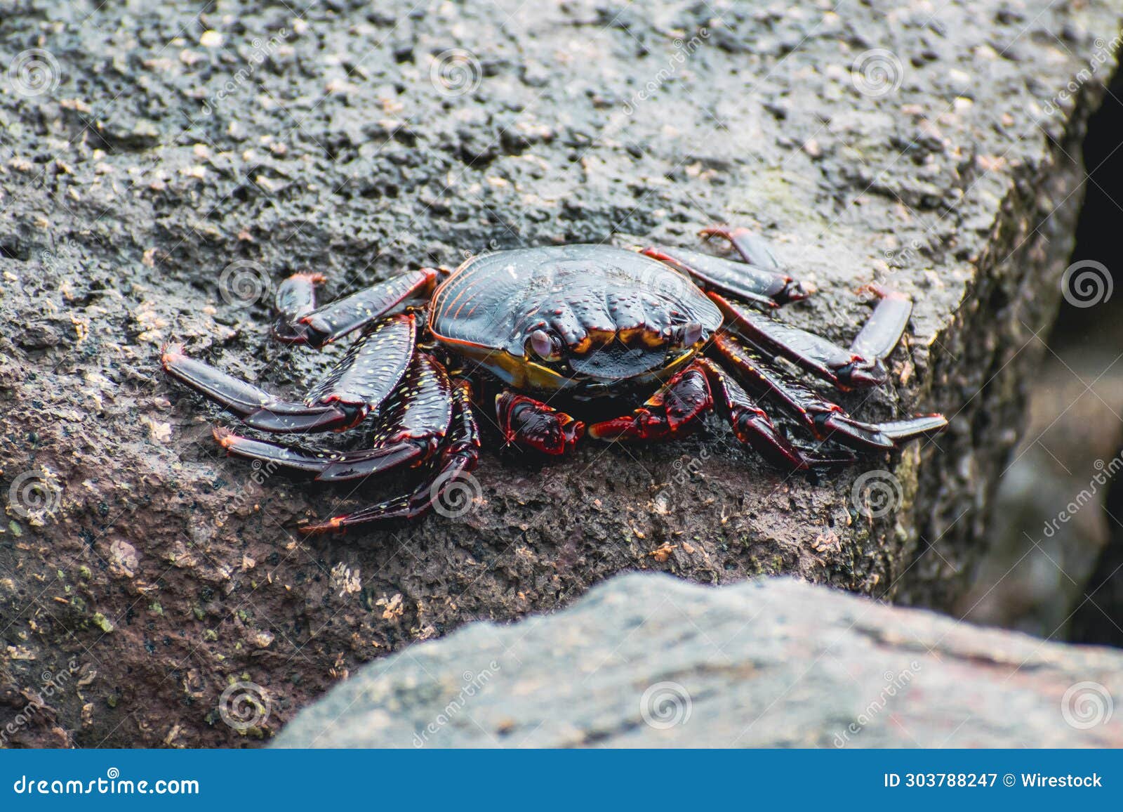 Crab Perched Atop a Sunbleached Rock at the Shoreline of a Beach