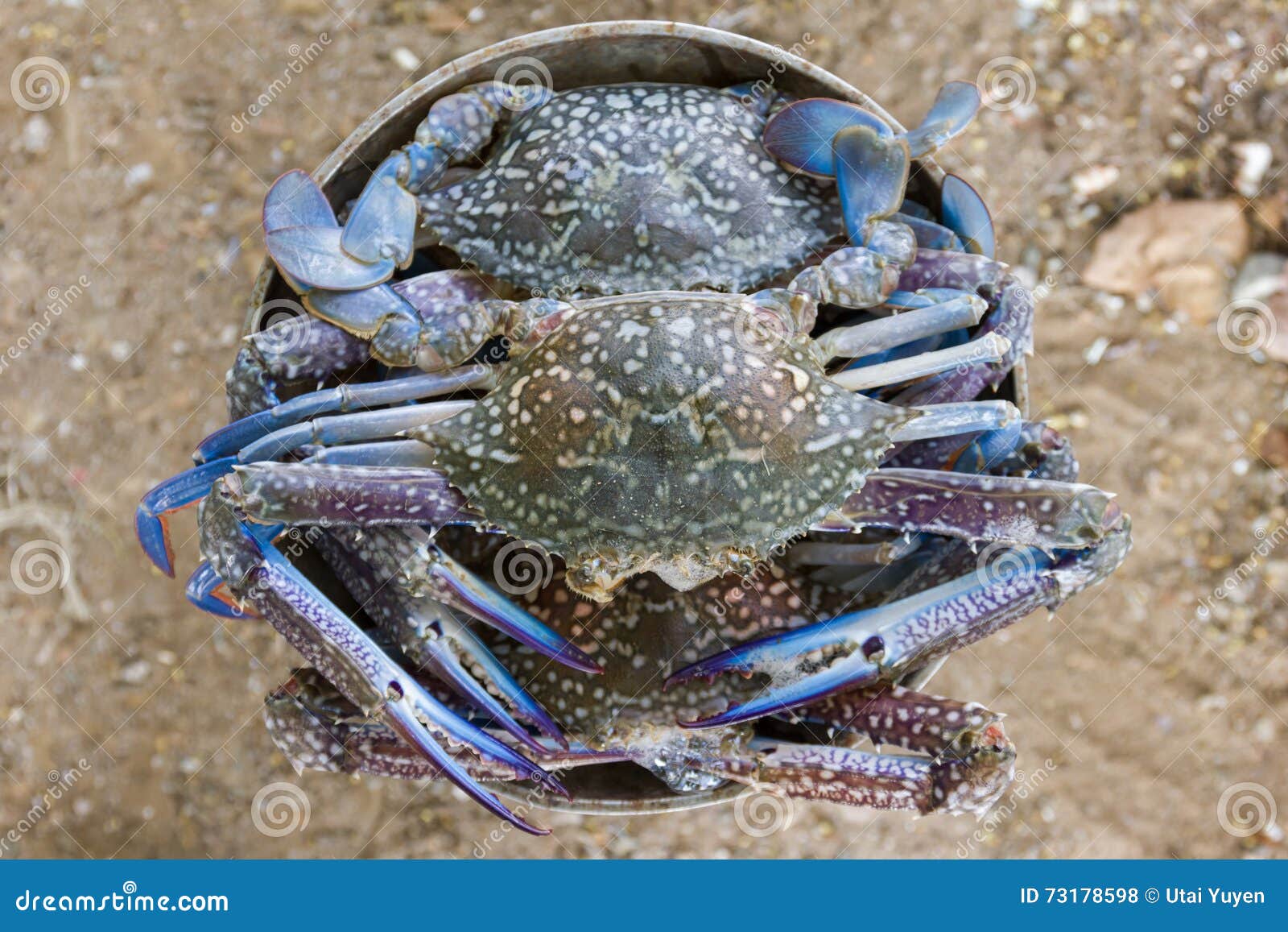 Crab Put on the Scales for Buy Stock Photo Image of scales, animal