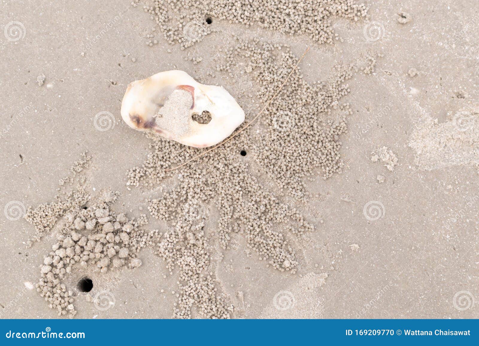Crab`s Hole on the Beach Floor on Wet Sand Stock Photo - Image of floor,  natural: 169209770