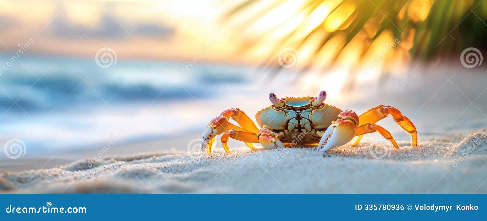 crab on sandy beach at sunset, tropical wildlife concept