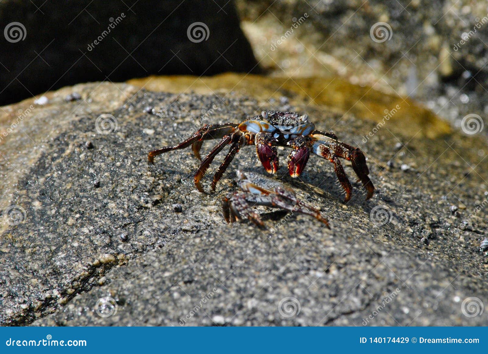 crab on a sea rock