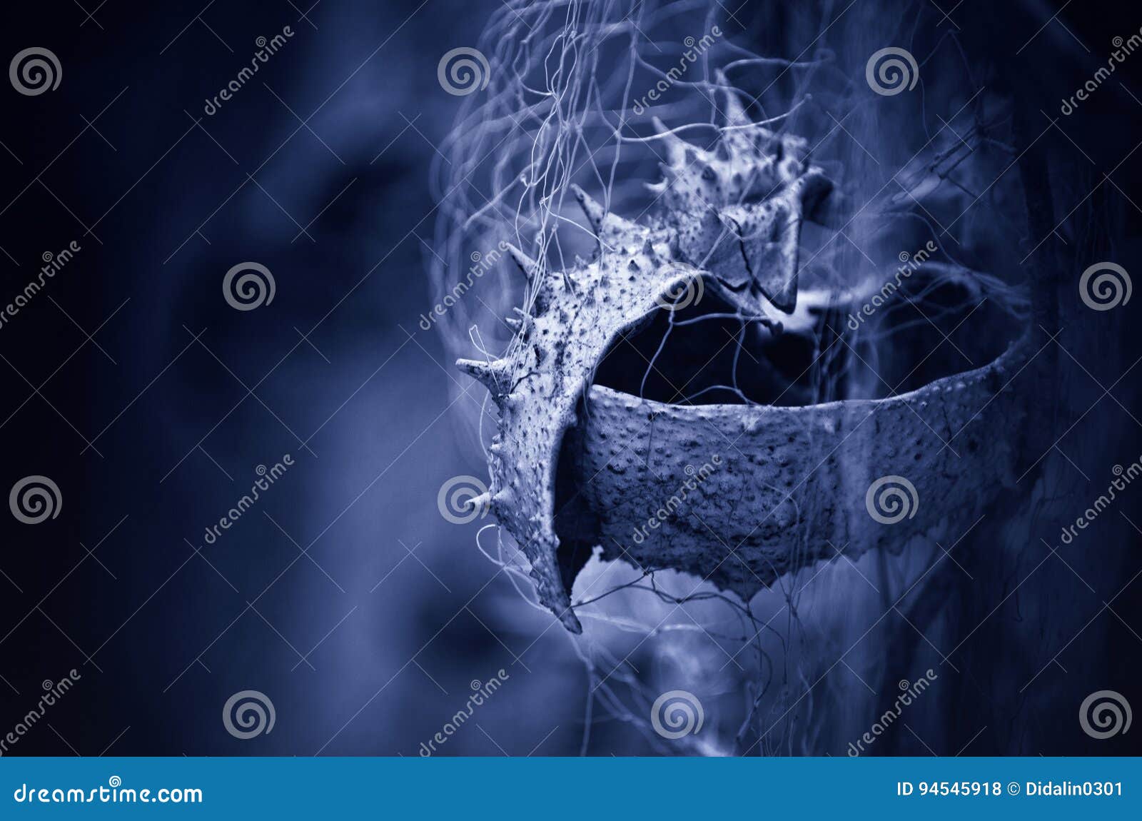 crab shell caught in a fishing net, blue background
