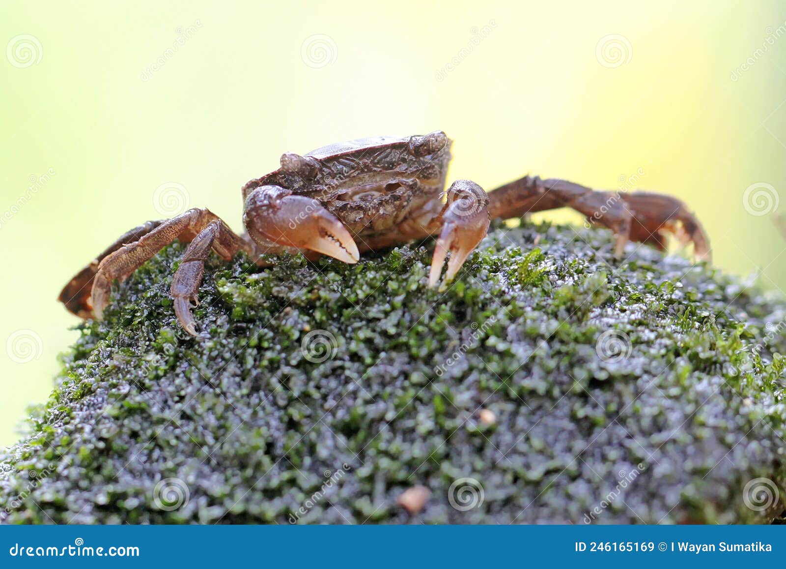a crab shows an expression ready to attack.