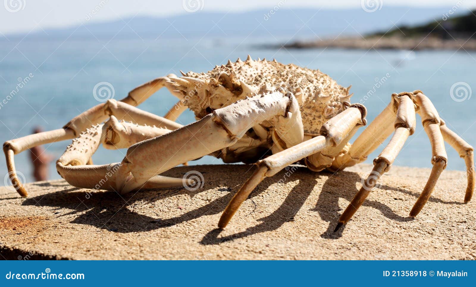 Crab skeleton stock photo. Image of animal, beach, closeup 21358918