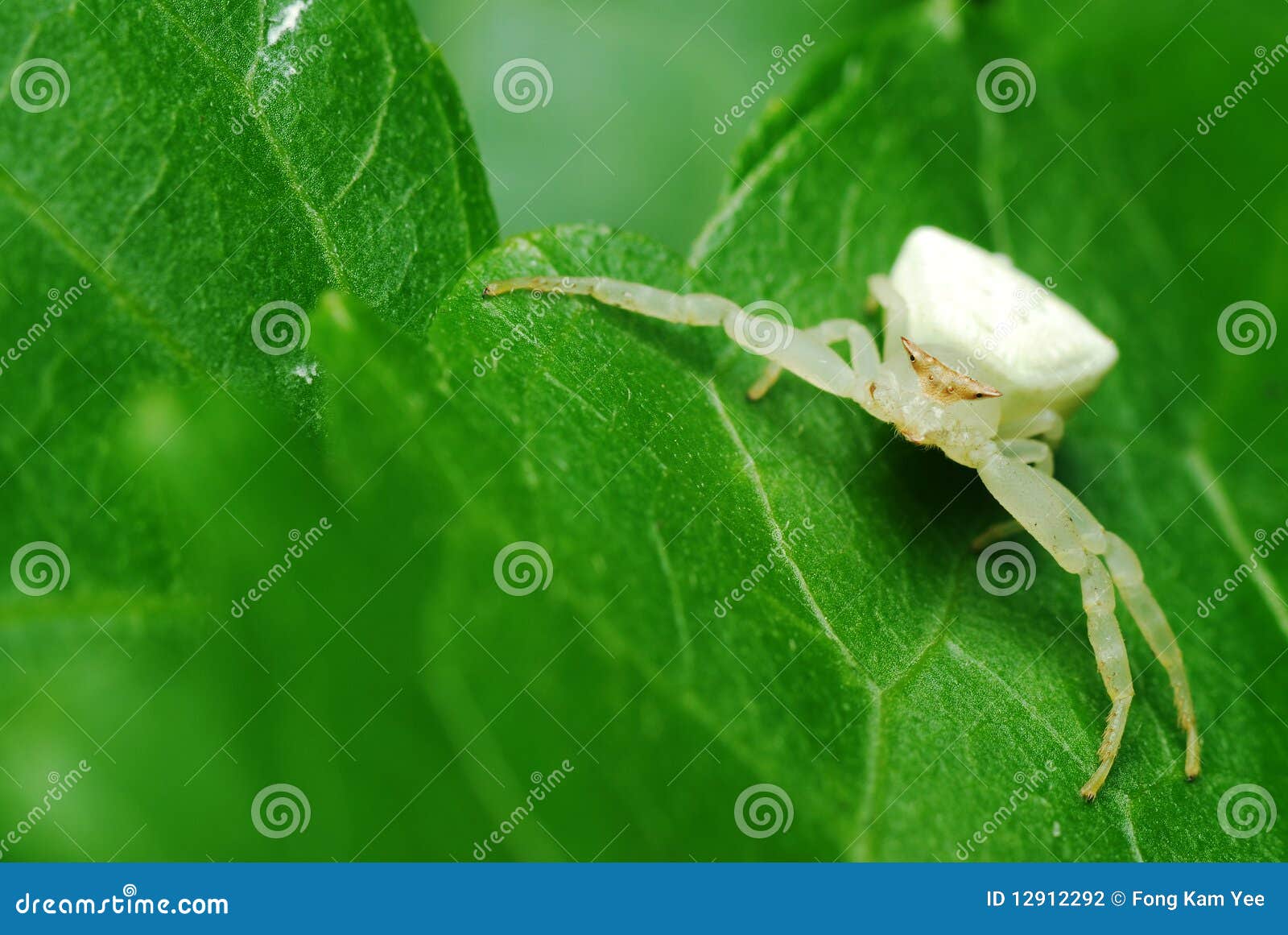 Crab Spider Thomisus Onustus On A Paris Daisy Argyranthemum Frutescens