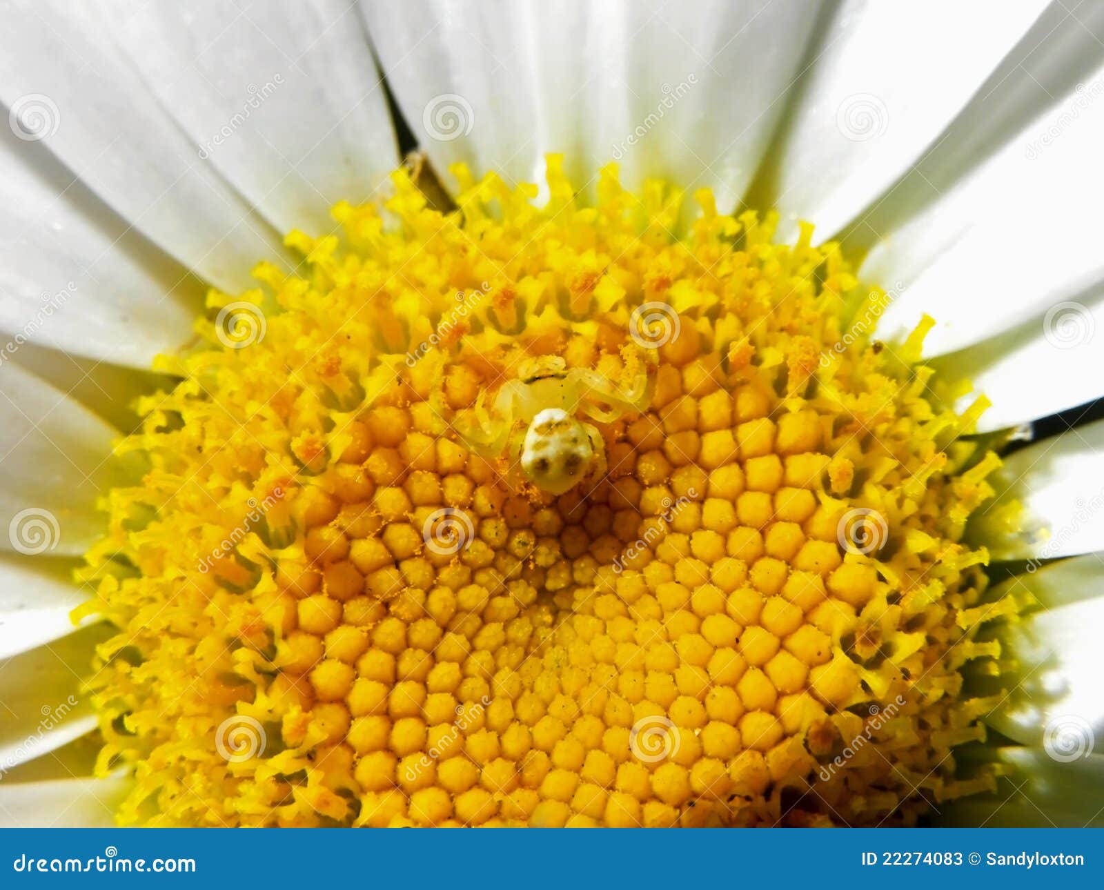 Crab Spider stock image. Image of flower, insects, daisy 22274083