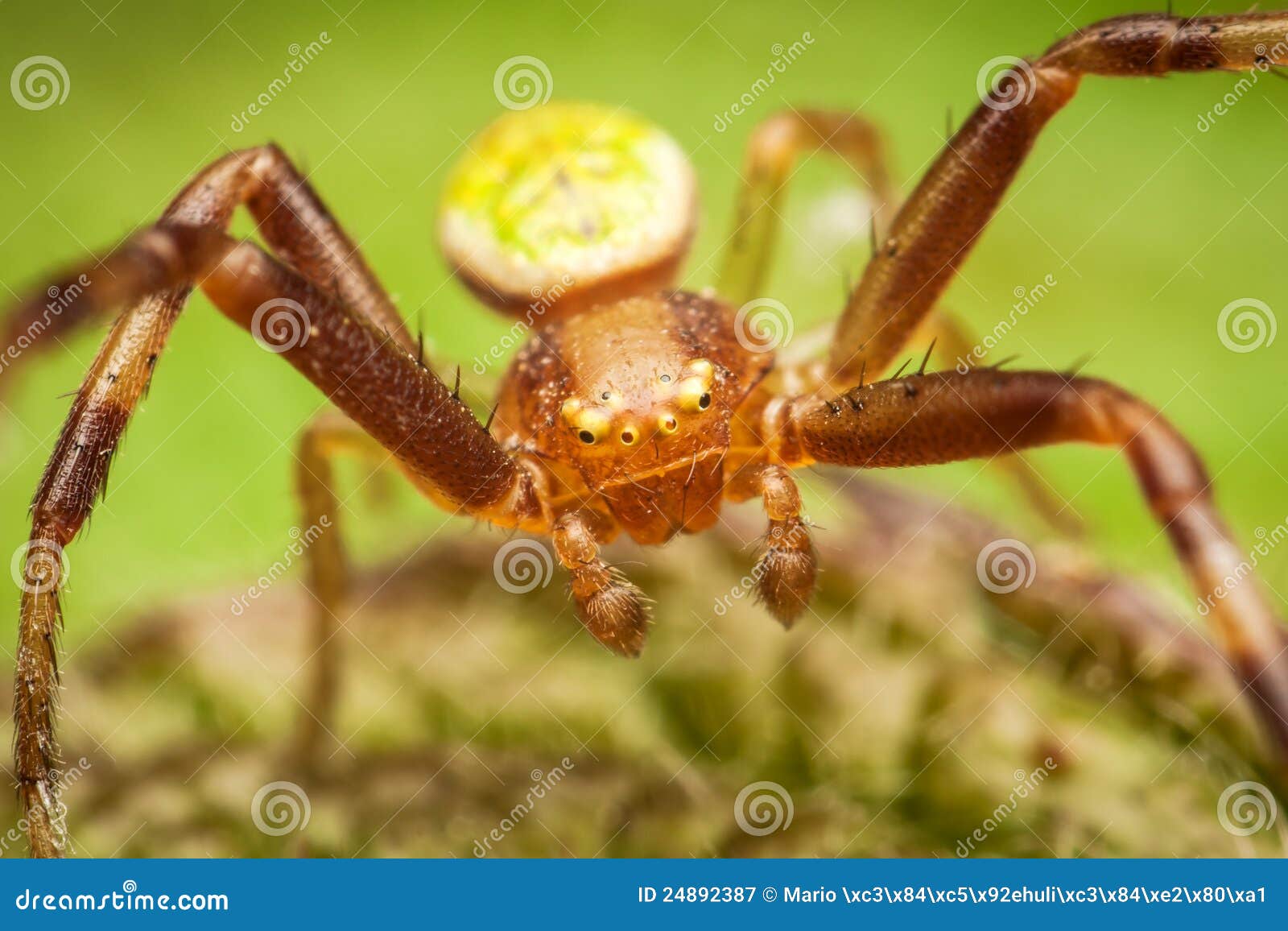 Crab spider stock image. Image of closeup, wildlife, macro 24892387