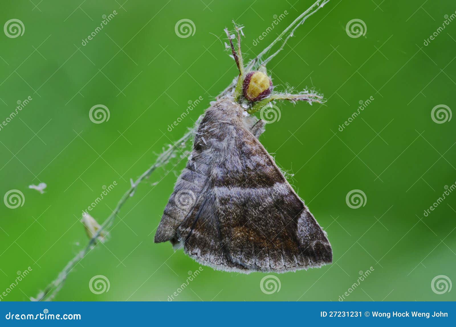 Crab spider eating a moth stock image. Image of nature 27231231