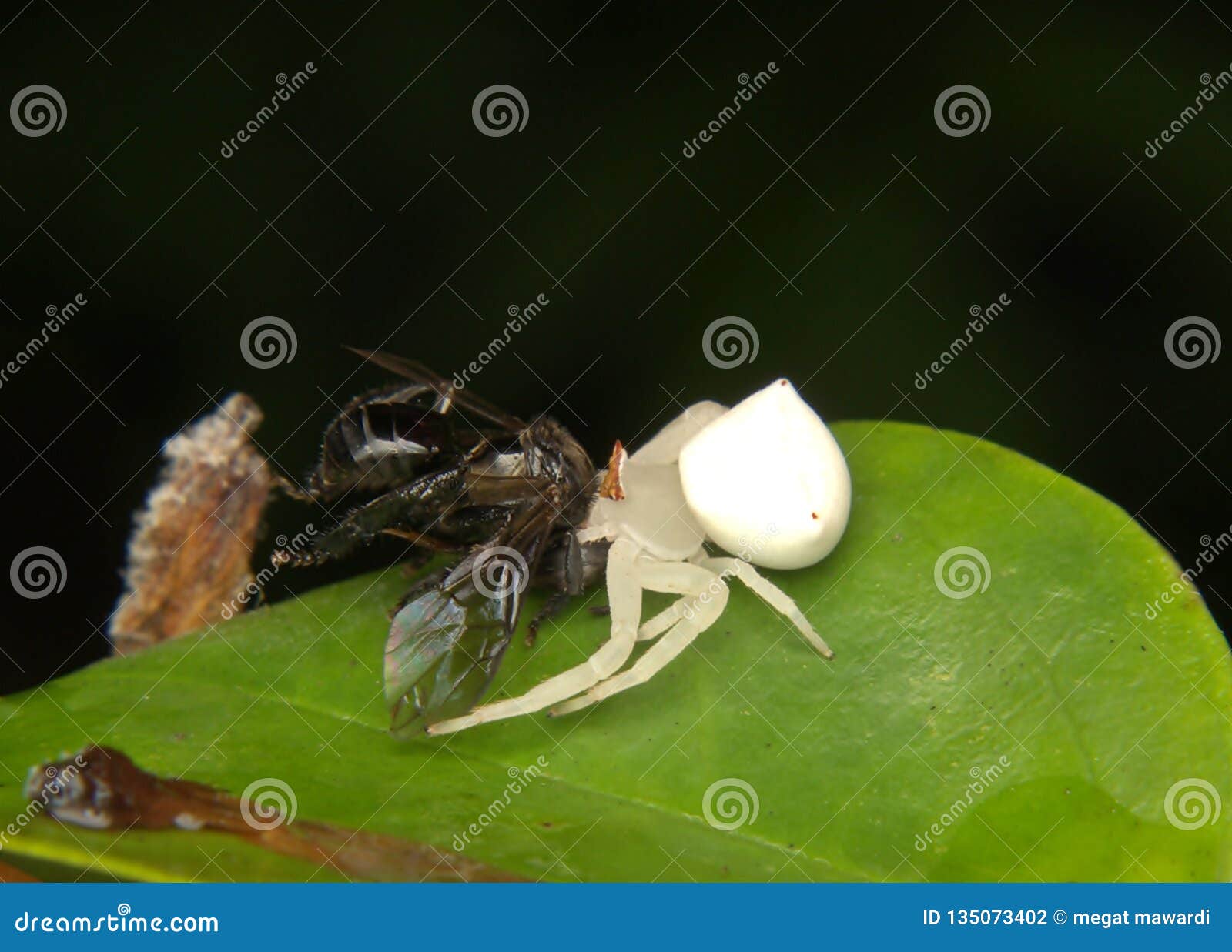 Crab spider with fly stock photo. Image of preying, flora 135073402
