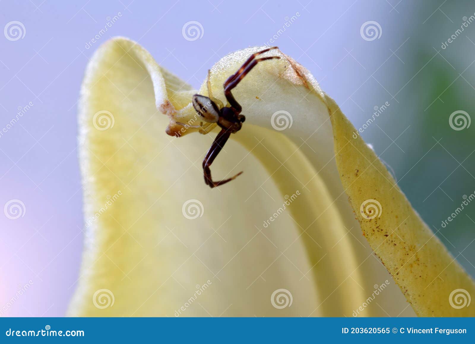 Crab Spider on Lily 02 stock image. Image of green, giant 203620565