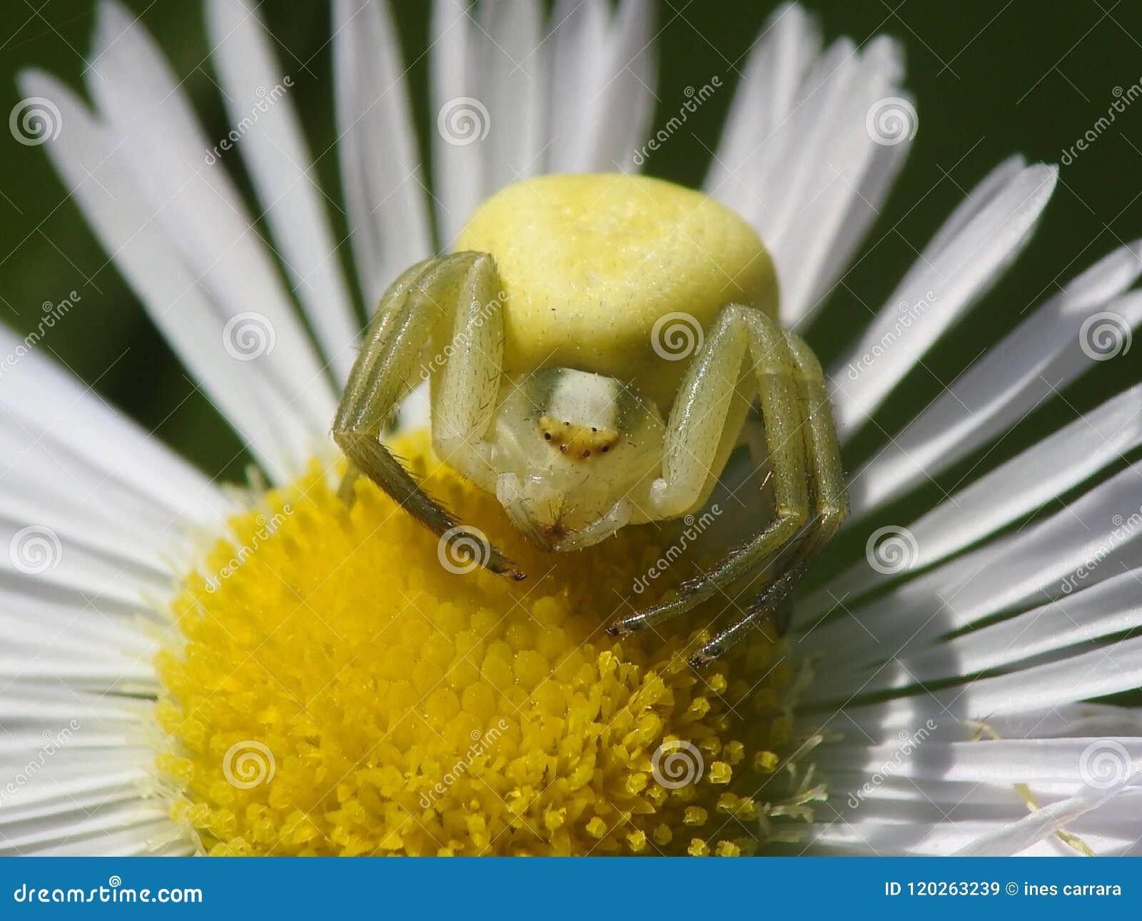 Crab spider stock image. Image of vatia, daisy, crab 120263239