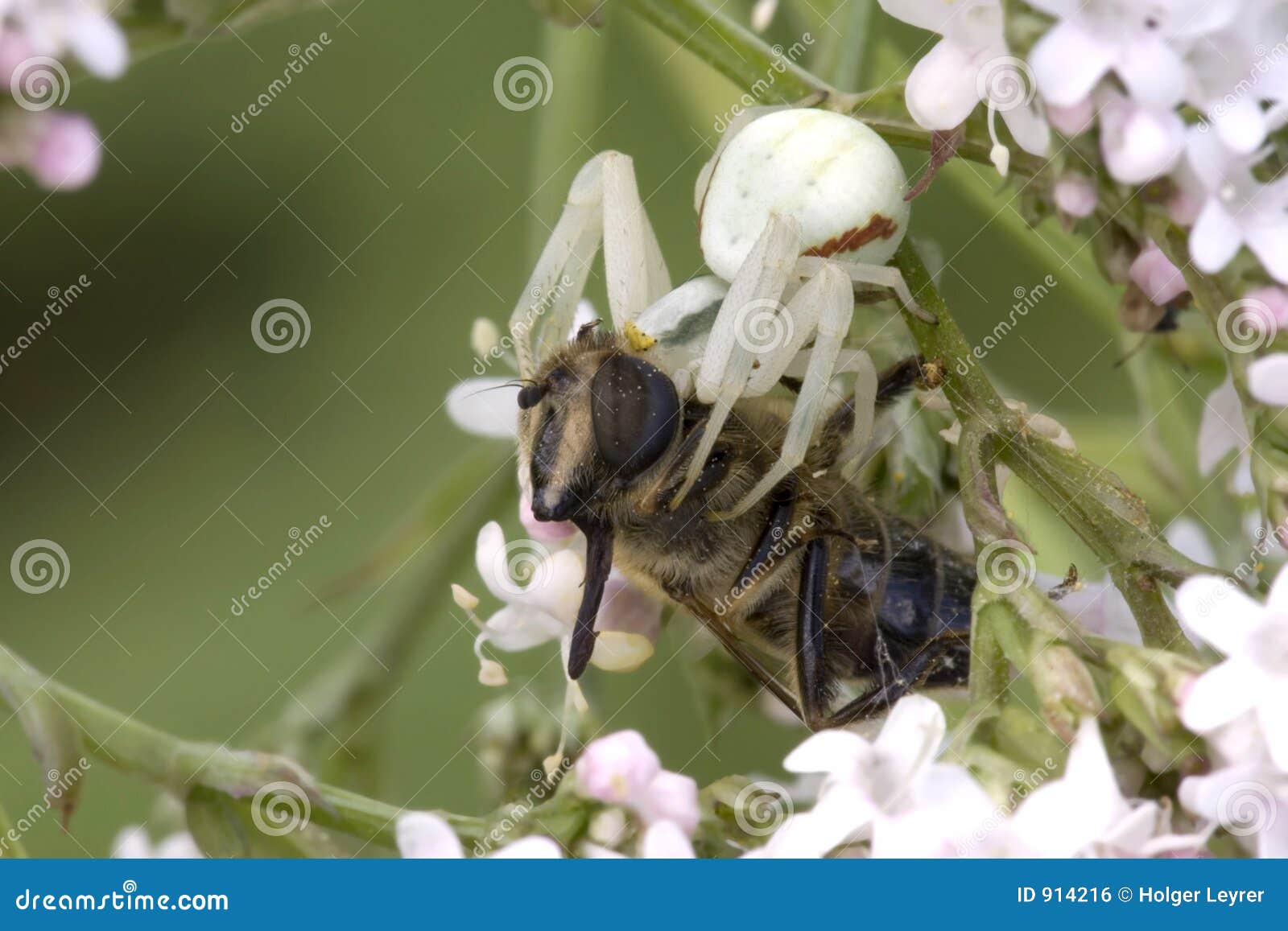 Crab spider and prey stock photo. Image of thomisidae, vatia 914216