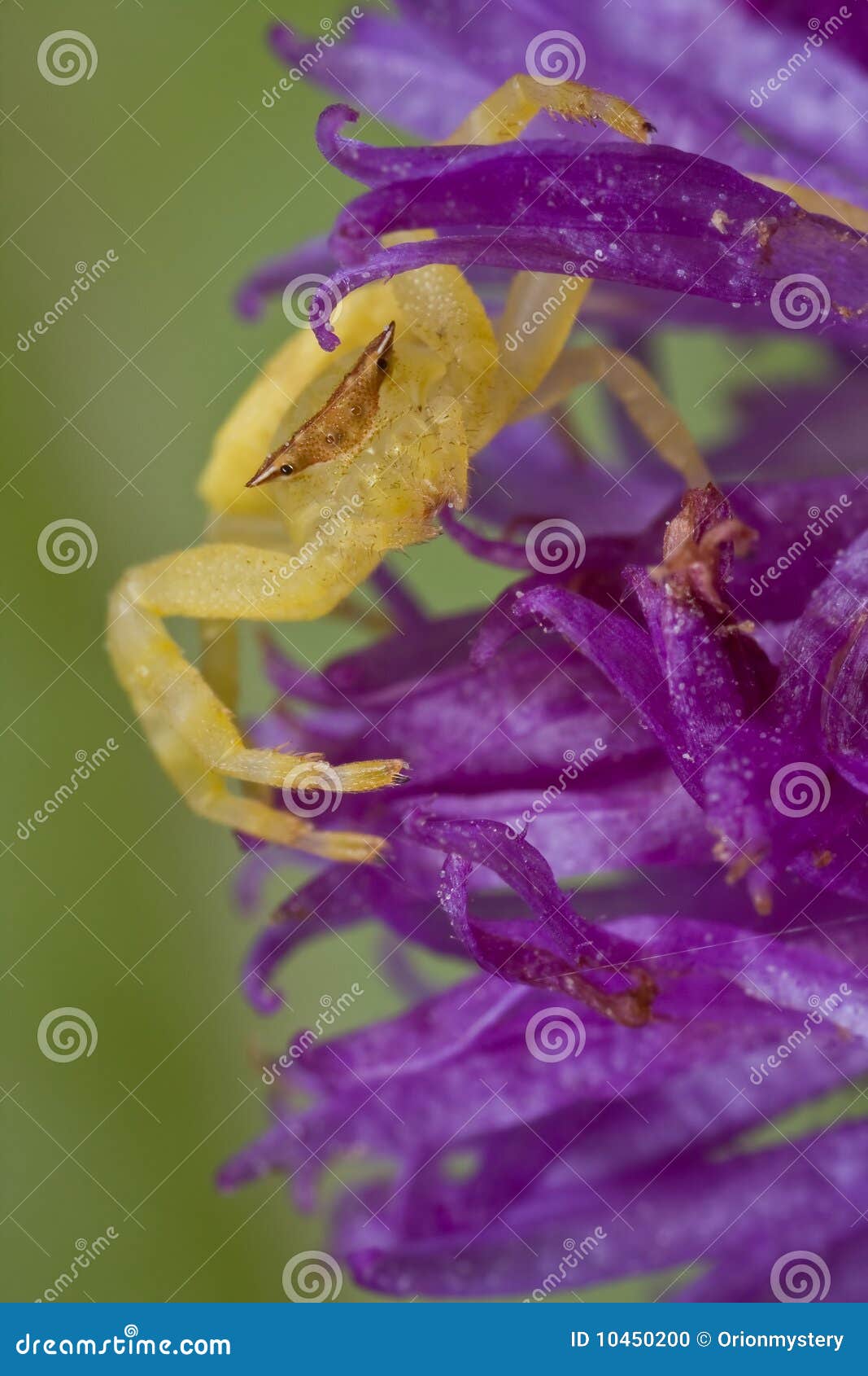 Crab Spider on Purple Wildflower Stock Photo Image of flower
