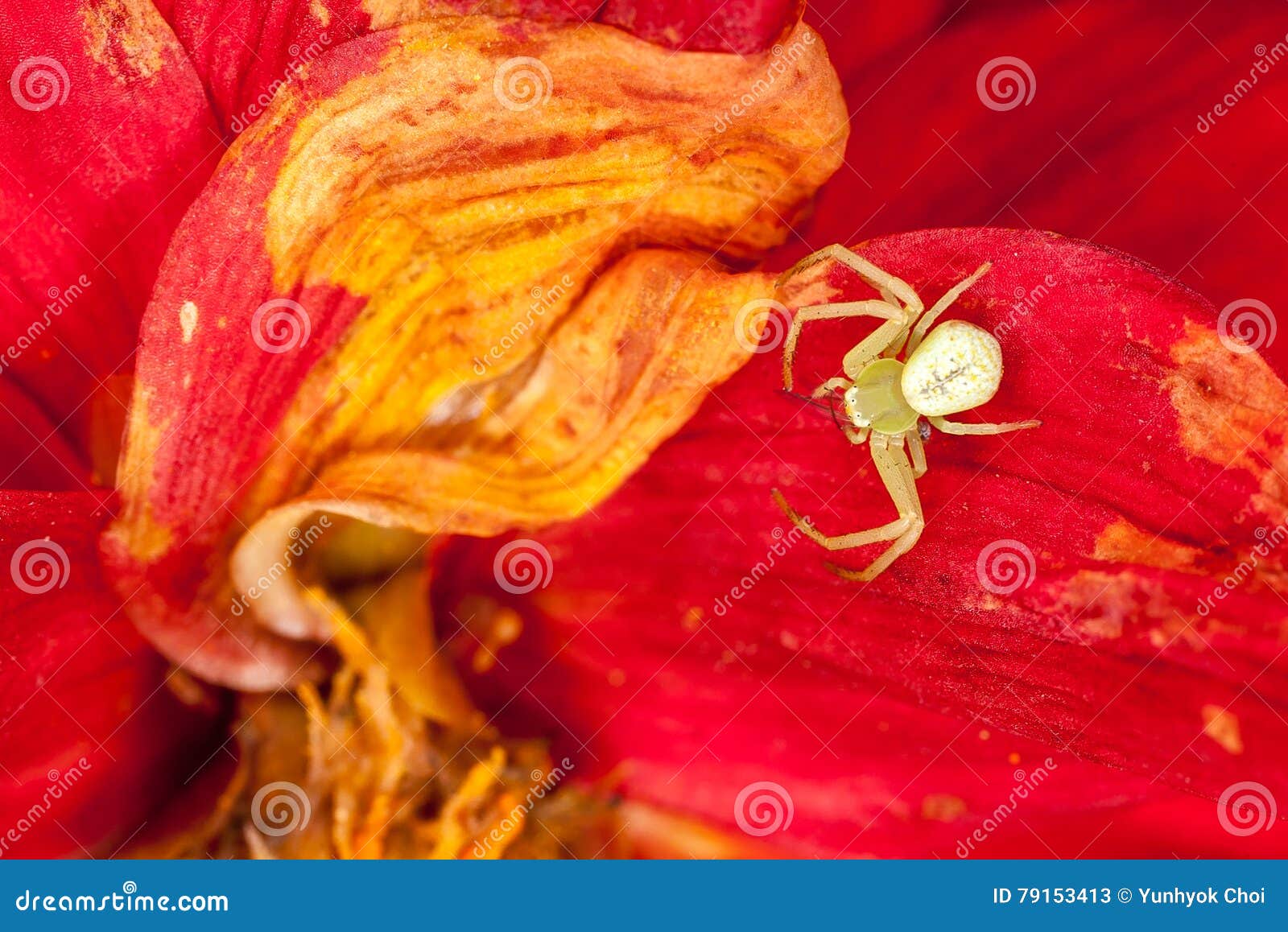 A Crab Spider on a Red Petal Stock Image Image of macro, crabspider 79153413