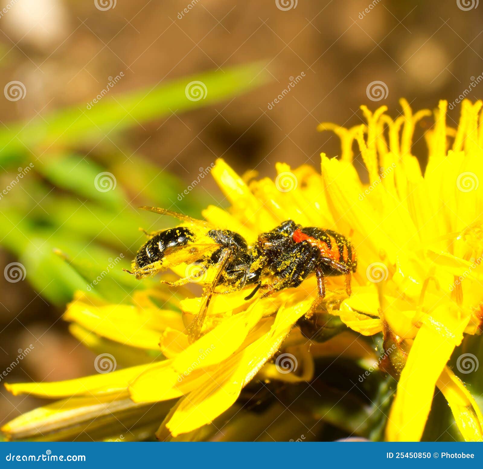 Crab spiders prey stock photo. Image of wildlife, crawling 25450850