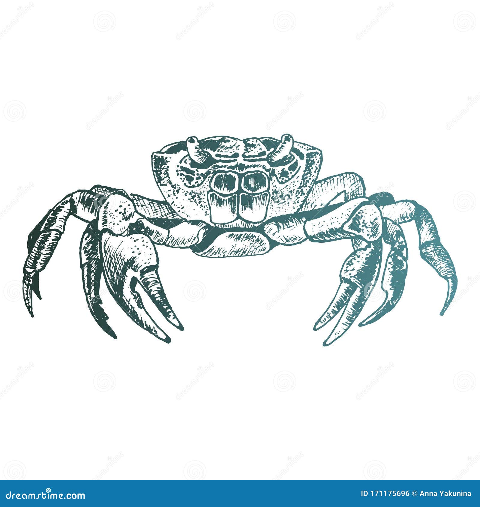 Crab with Strong Claws Vector Sketch Drawing Stock Vector Illustration of food, scary 171175696
