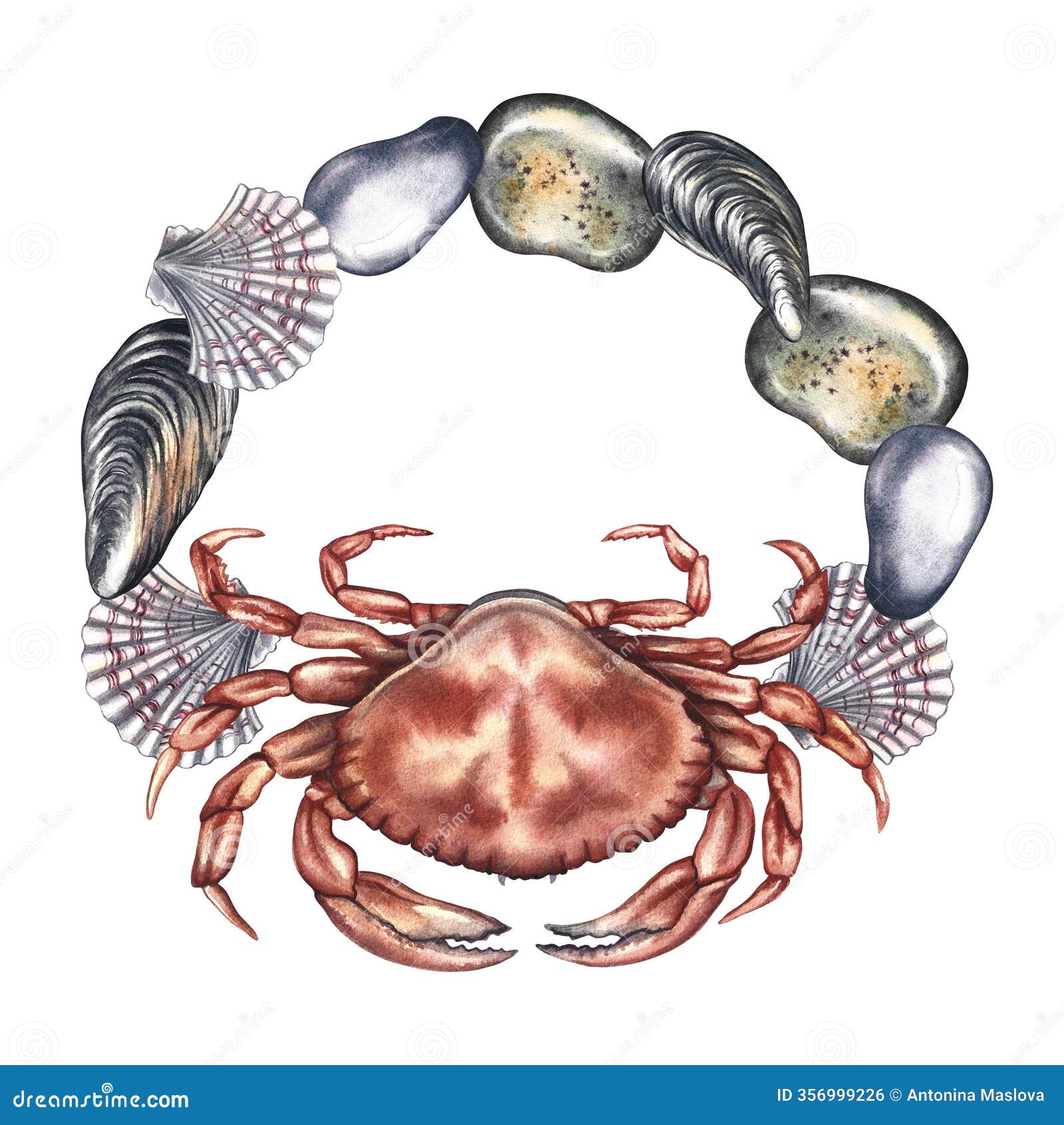 crab surrounded by pebbles and shells. a hand-drawn watercolor . a color image of a frame with marine