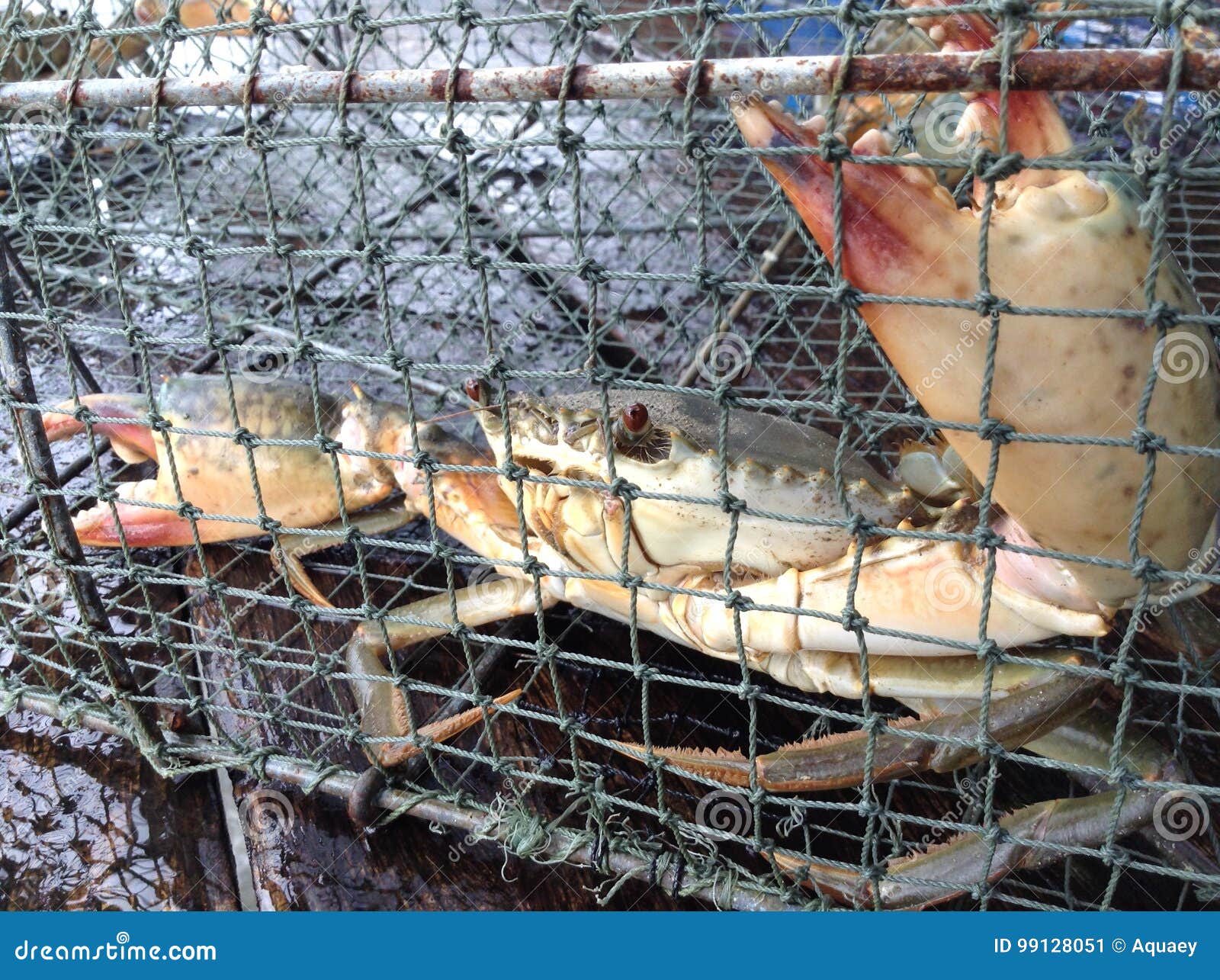 Crab trap stock image. Image of crabnet, cusine, crab - 99128051
