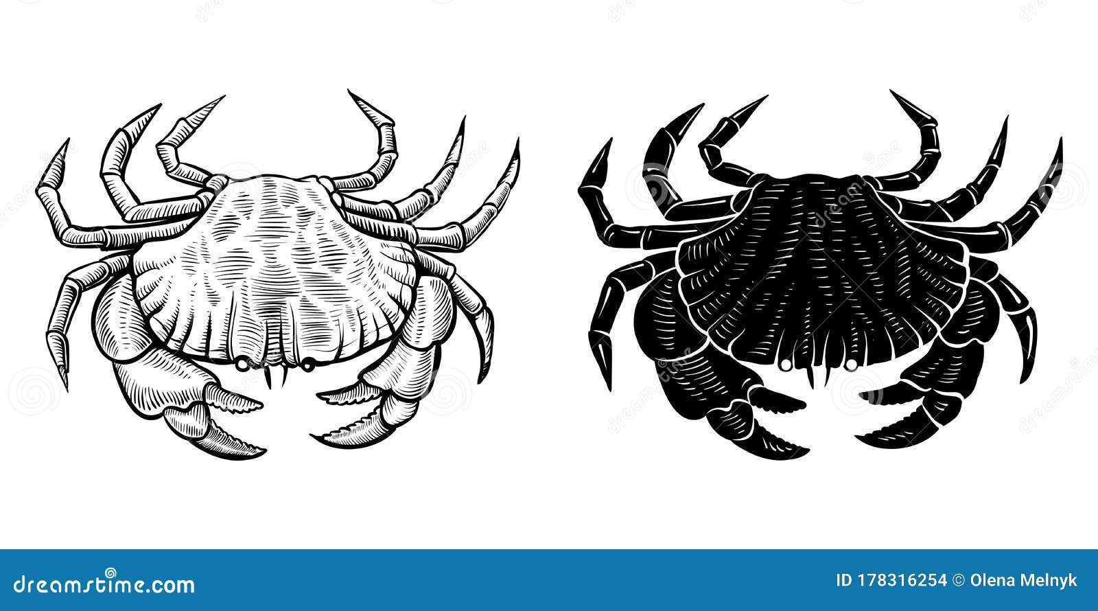 Download Crab Vector Silhouette And Hand Drawn Vintage Illustration ...
