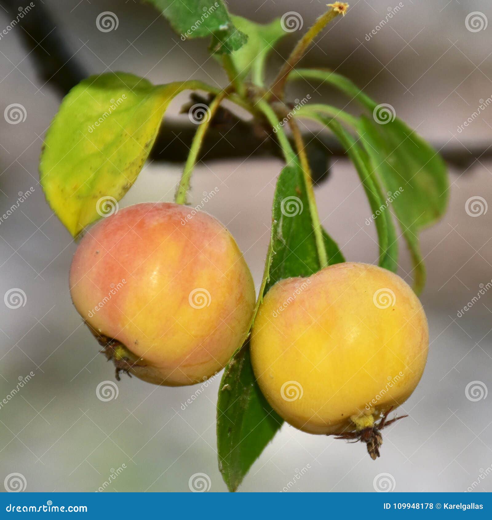 crabapples fruit-crabus crabapples
