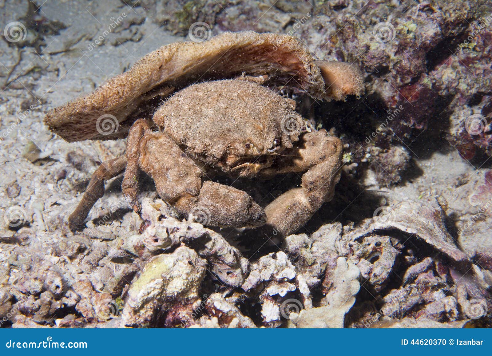 Crabe D'anémone à Philippines Photo stock Image du photographie