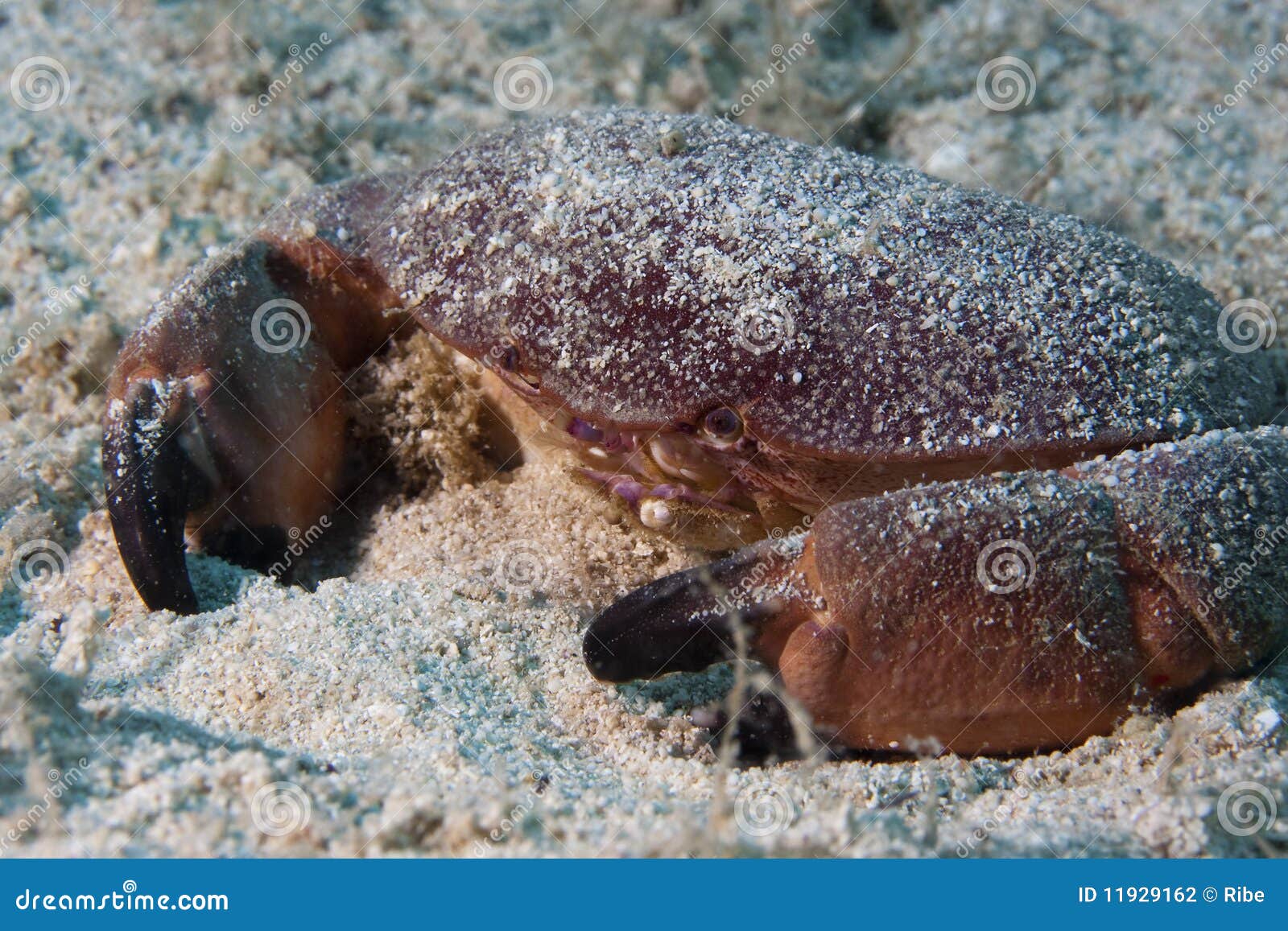 Crabe rouge sous-marin photo stock. Image du animal, détail - 11929162