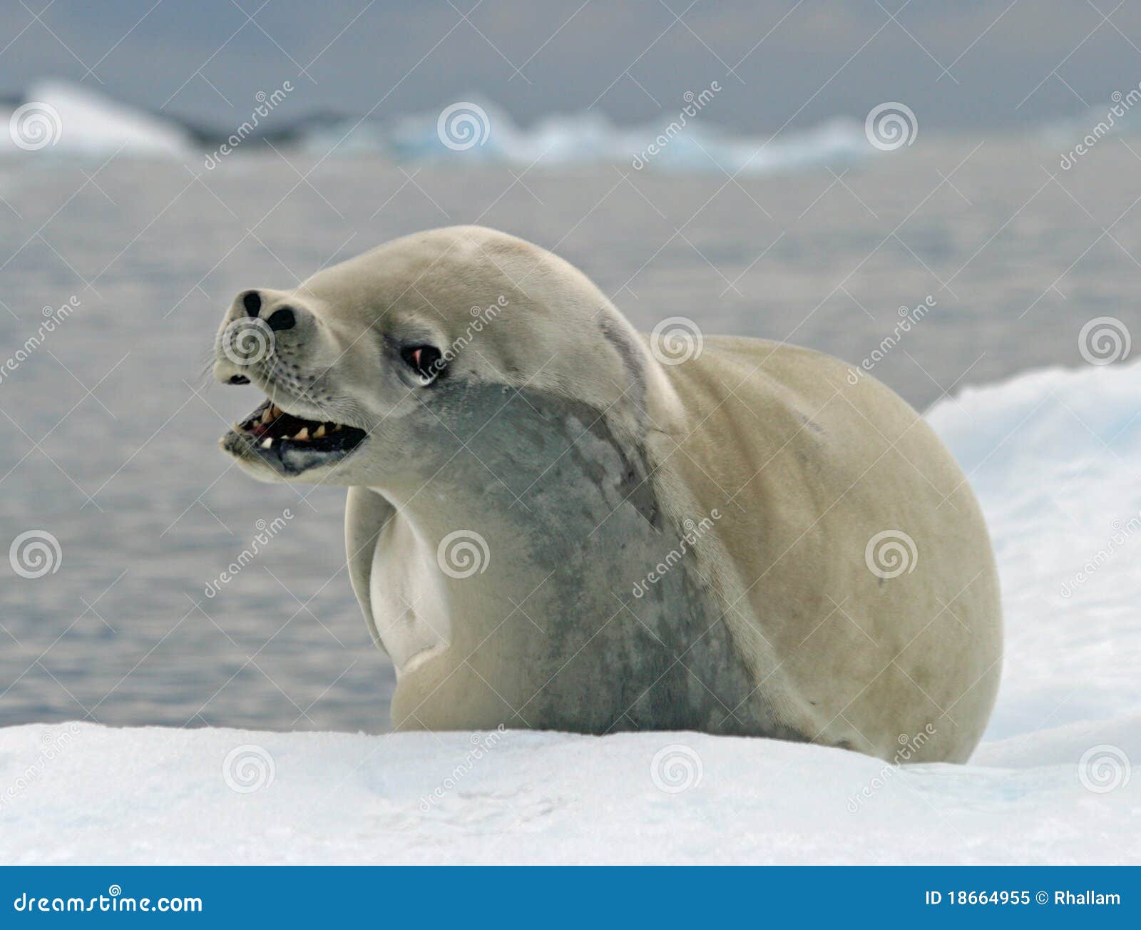 crabeater seal 11
