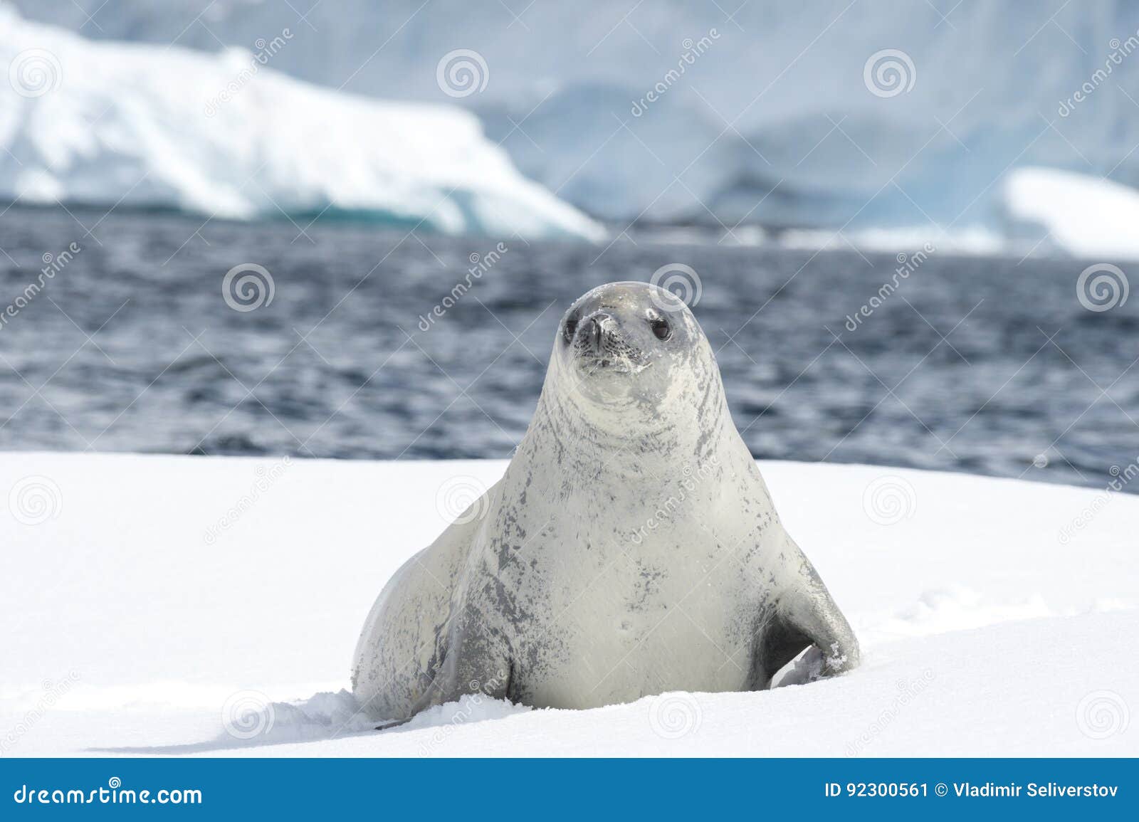crabeater seal on the ice.